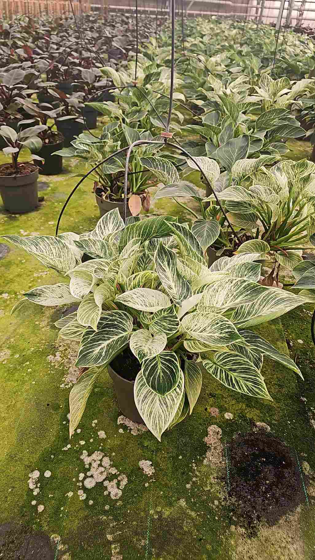 PHILODENDRON BIRKIN C 20