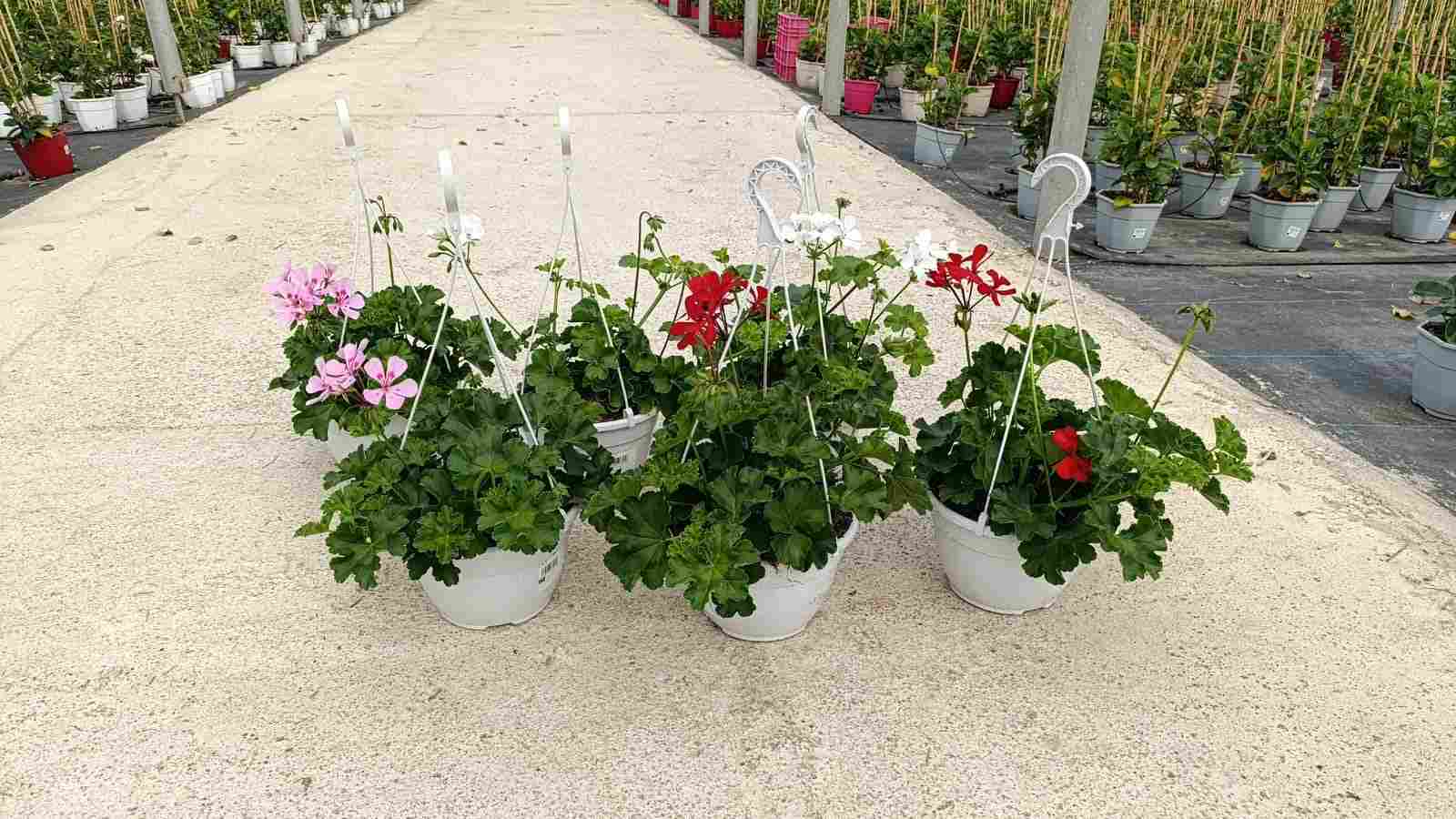 PELARGONIUM PELTATUM REY DEL BALCON C 20