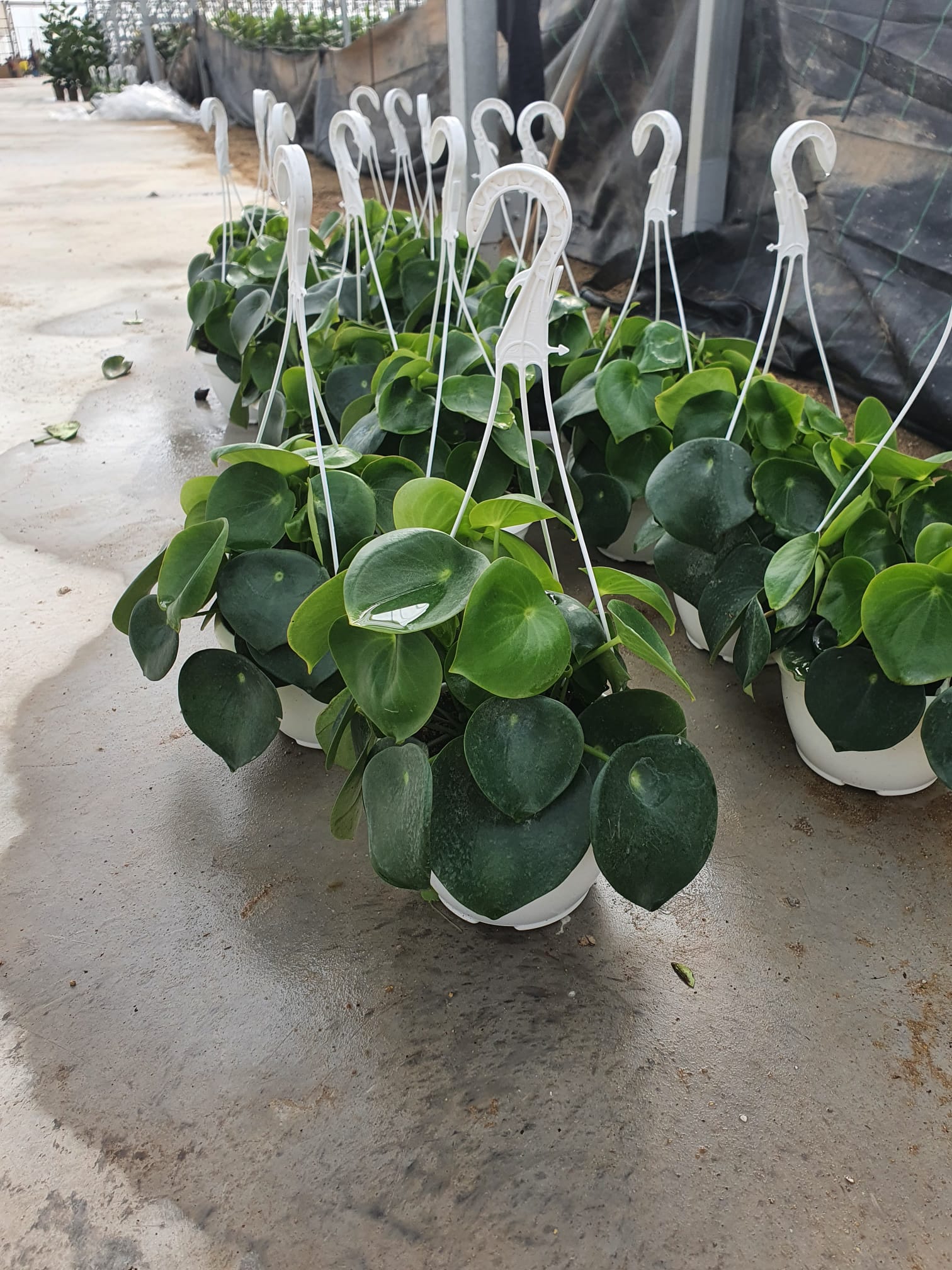 PILEA PEPEROMIOIDES C 20