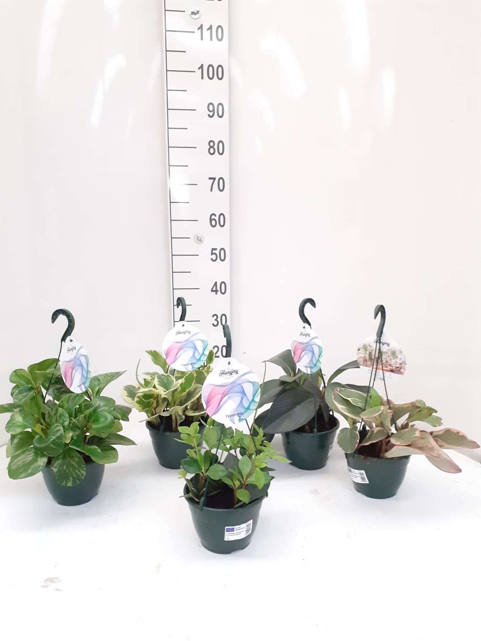 PEPEROMIA MIX C 15