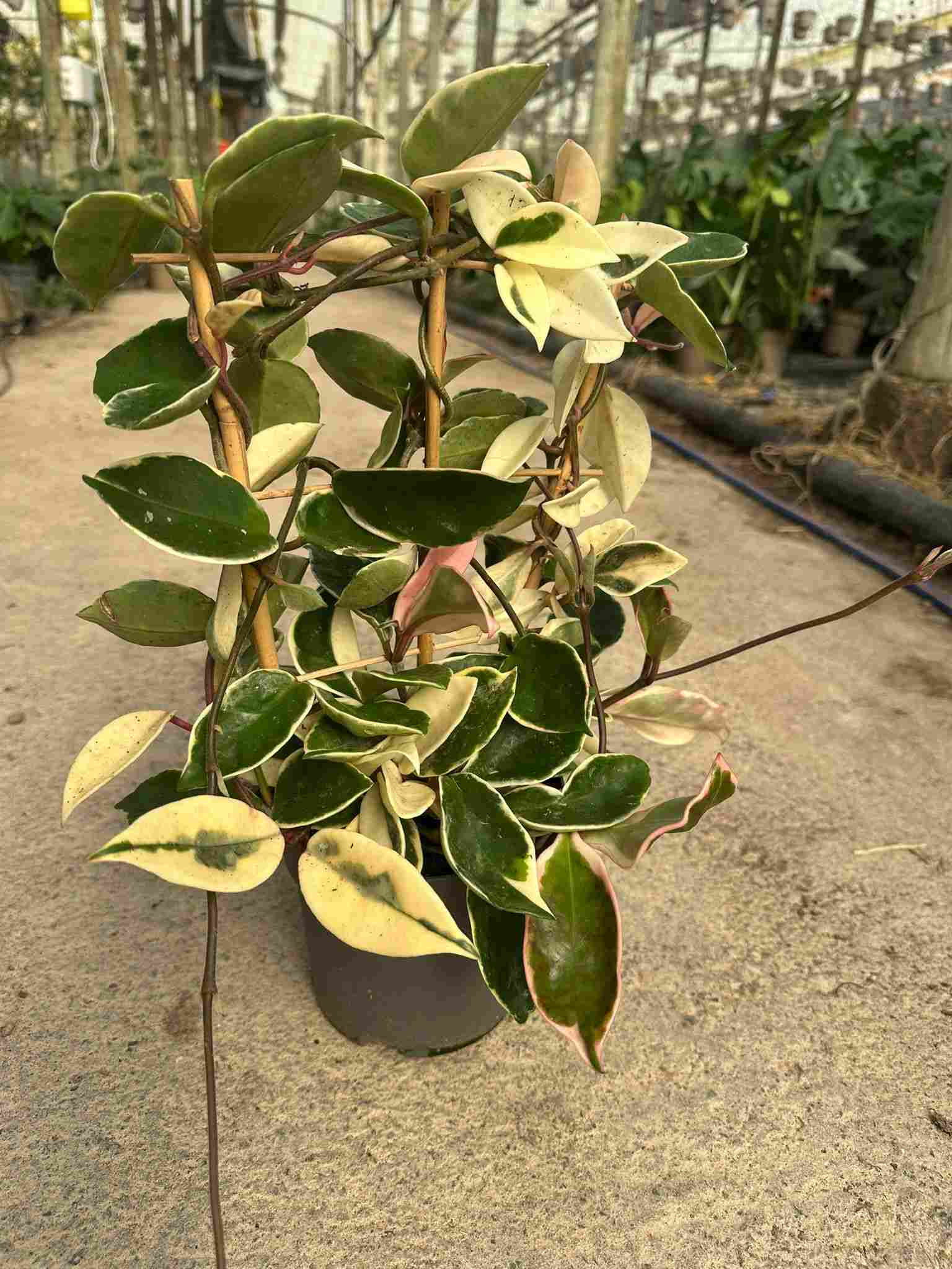 HOYA MIX C 17 ESPALDERA 60 CM