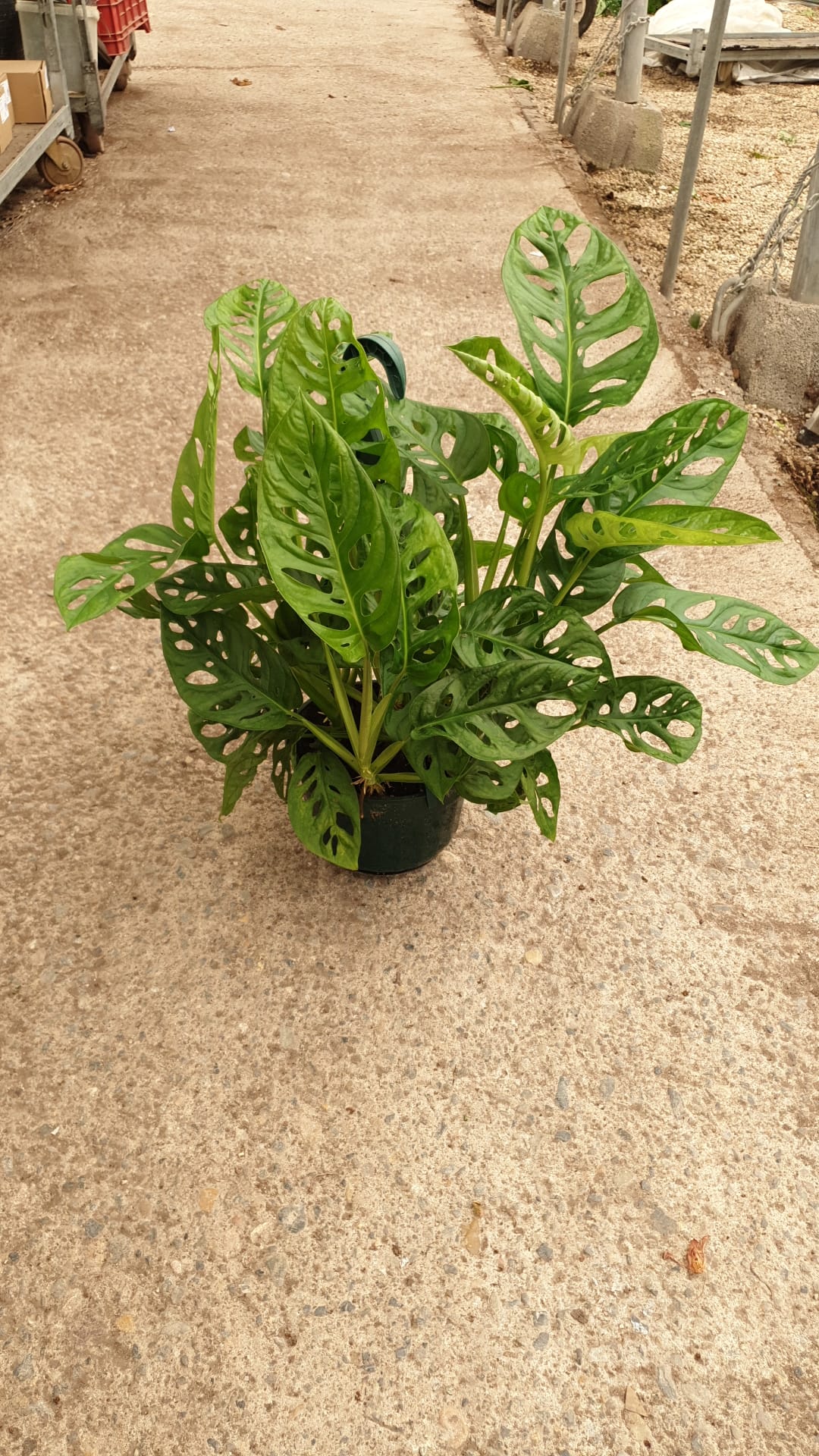 PHILODENDRO ADANSONII C 20 COLGANTE