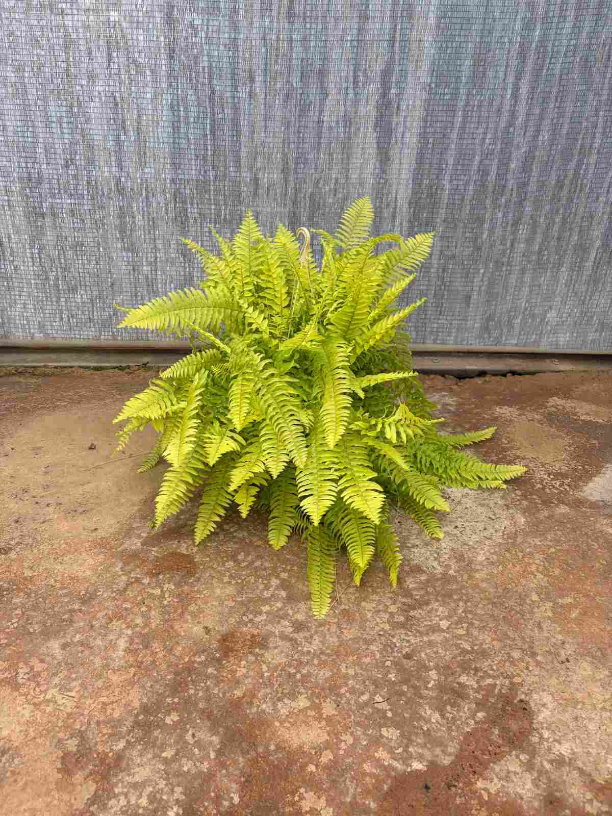 NEPHROLEPIS BLONDE 15 - COLGANTE