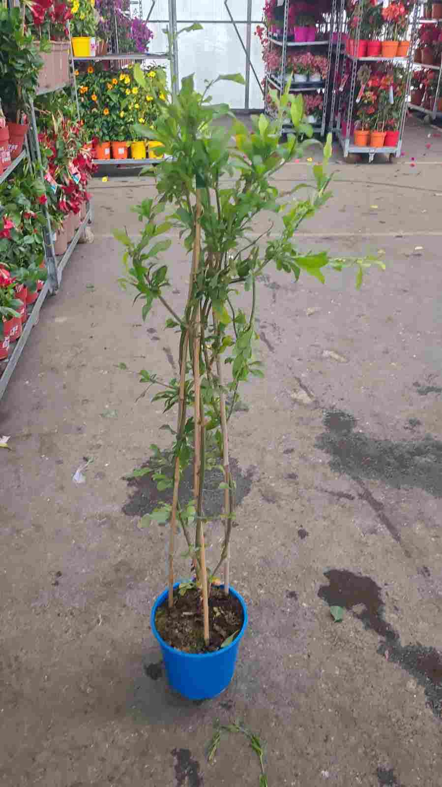 PLUMBAGO PIRAMIDE C 17 90 CM