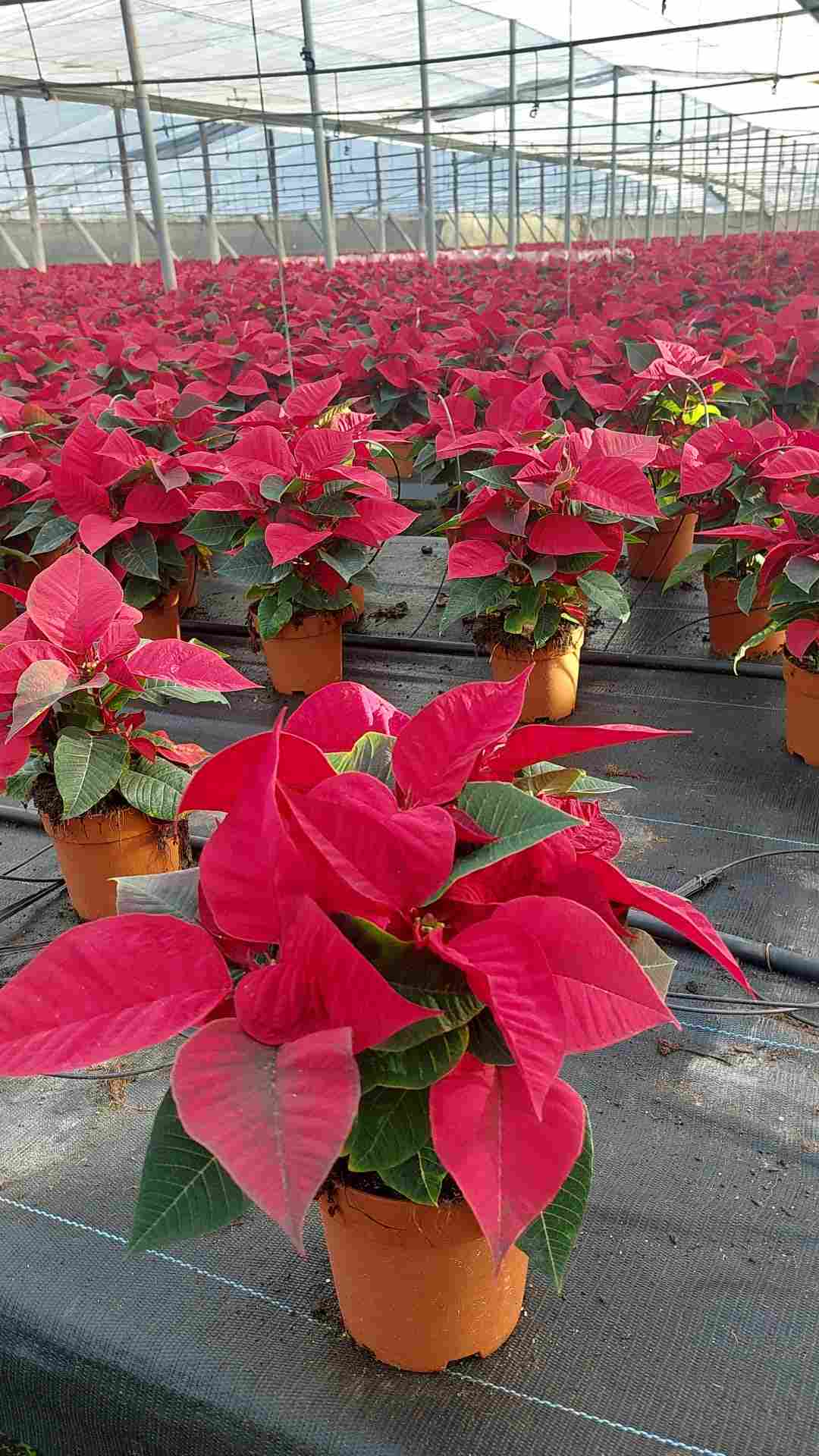 POINSETTIA C 12