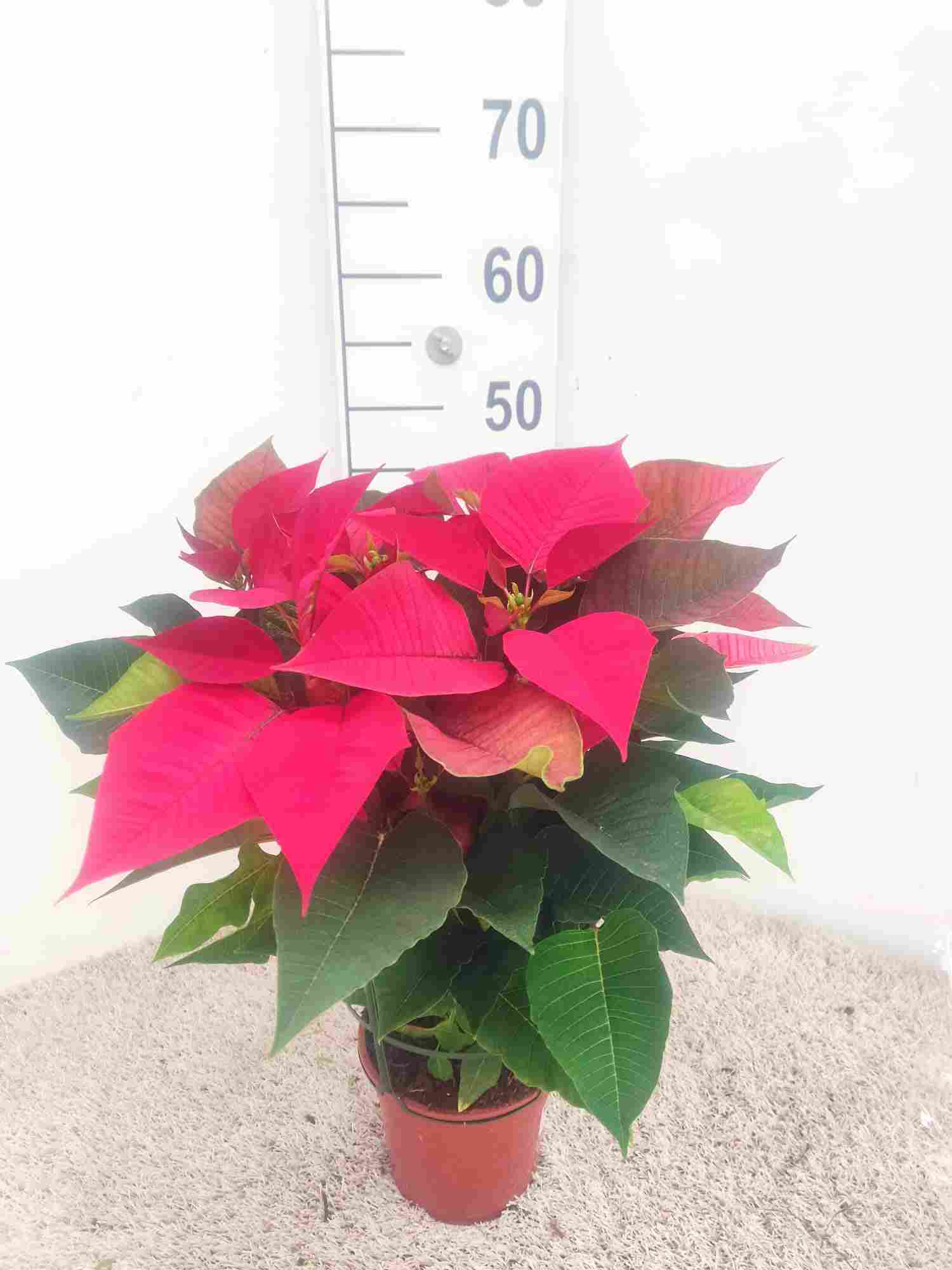 POINSETIA M 14  "EXTRA"