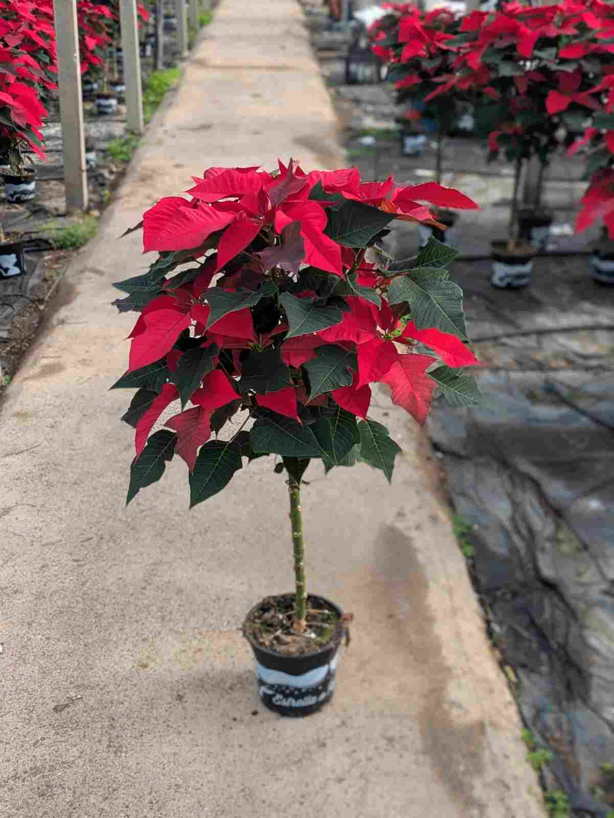 POINSETTIA COPA C 17