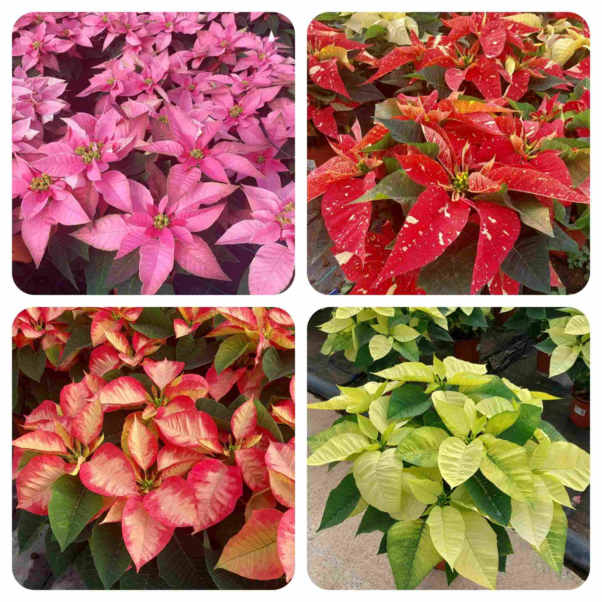 POINSETTIA M 14 "COLORES"