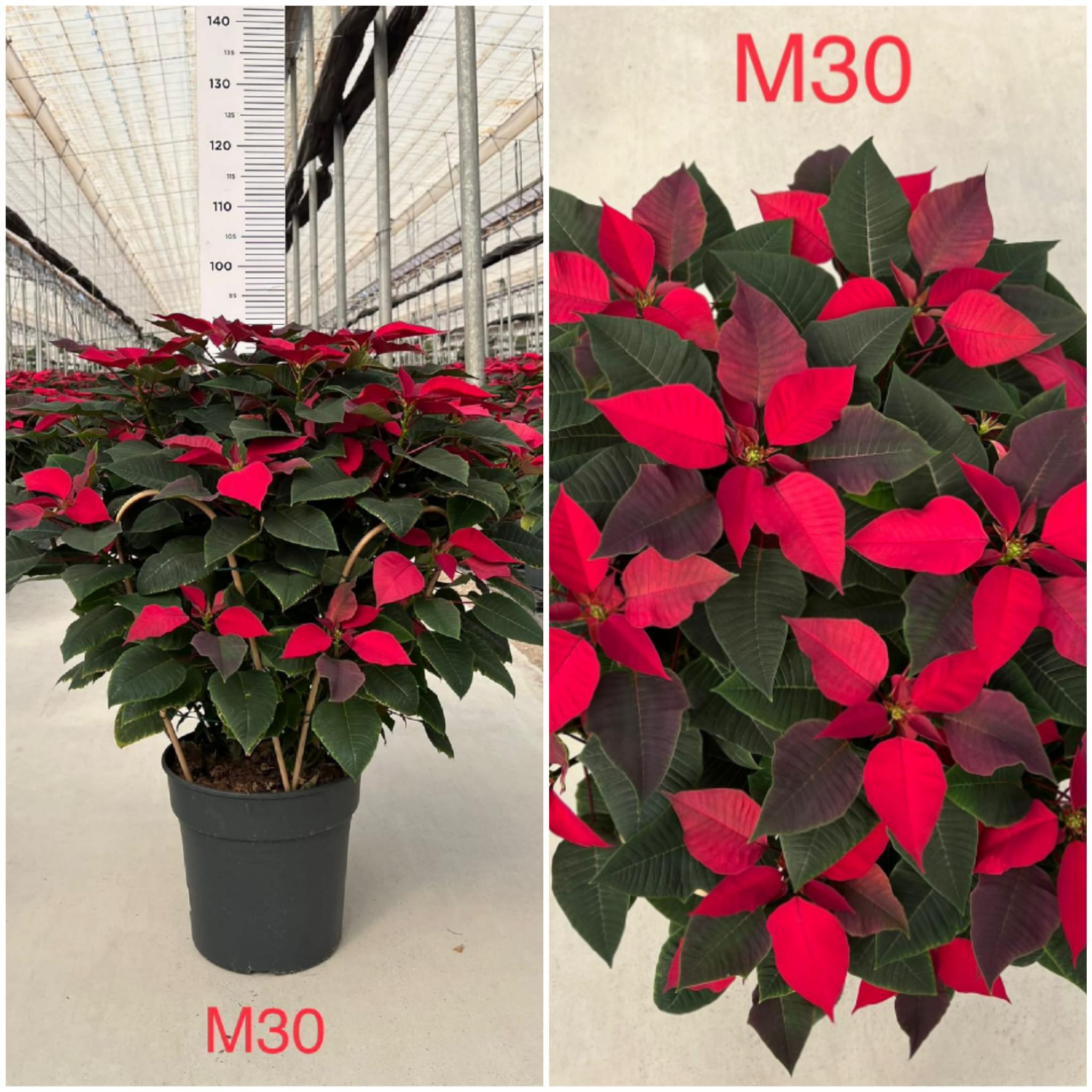 POINSETIA M 30 GRUPO