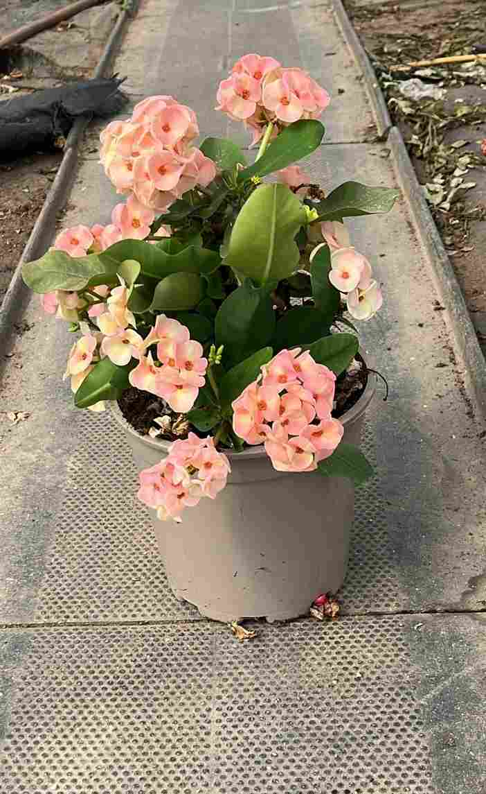 EUPHORBIA SIRAYA C 20