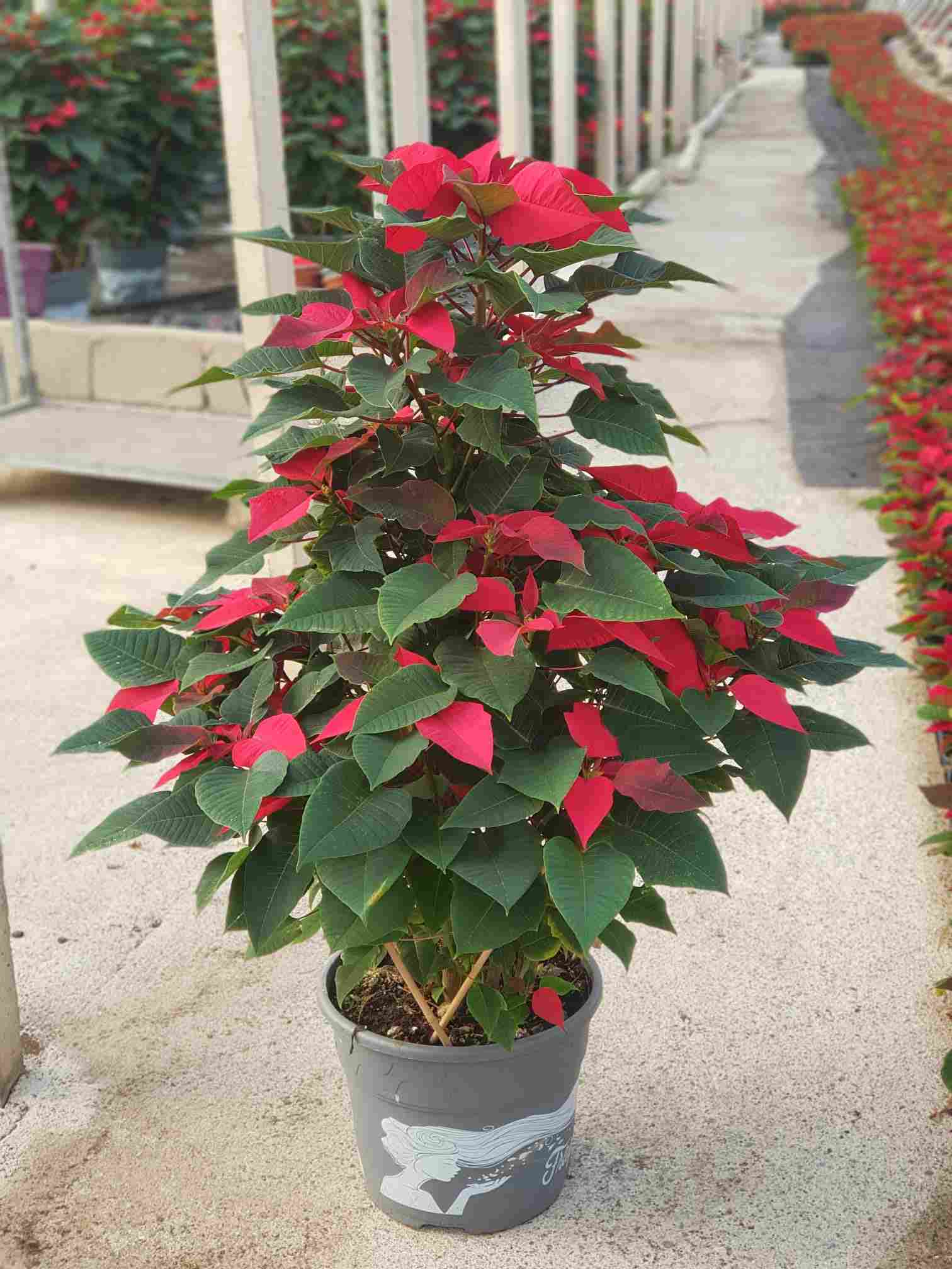 POINSETTIA M 35 GRUPO
