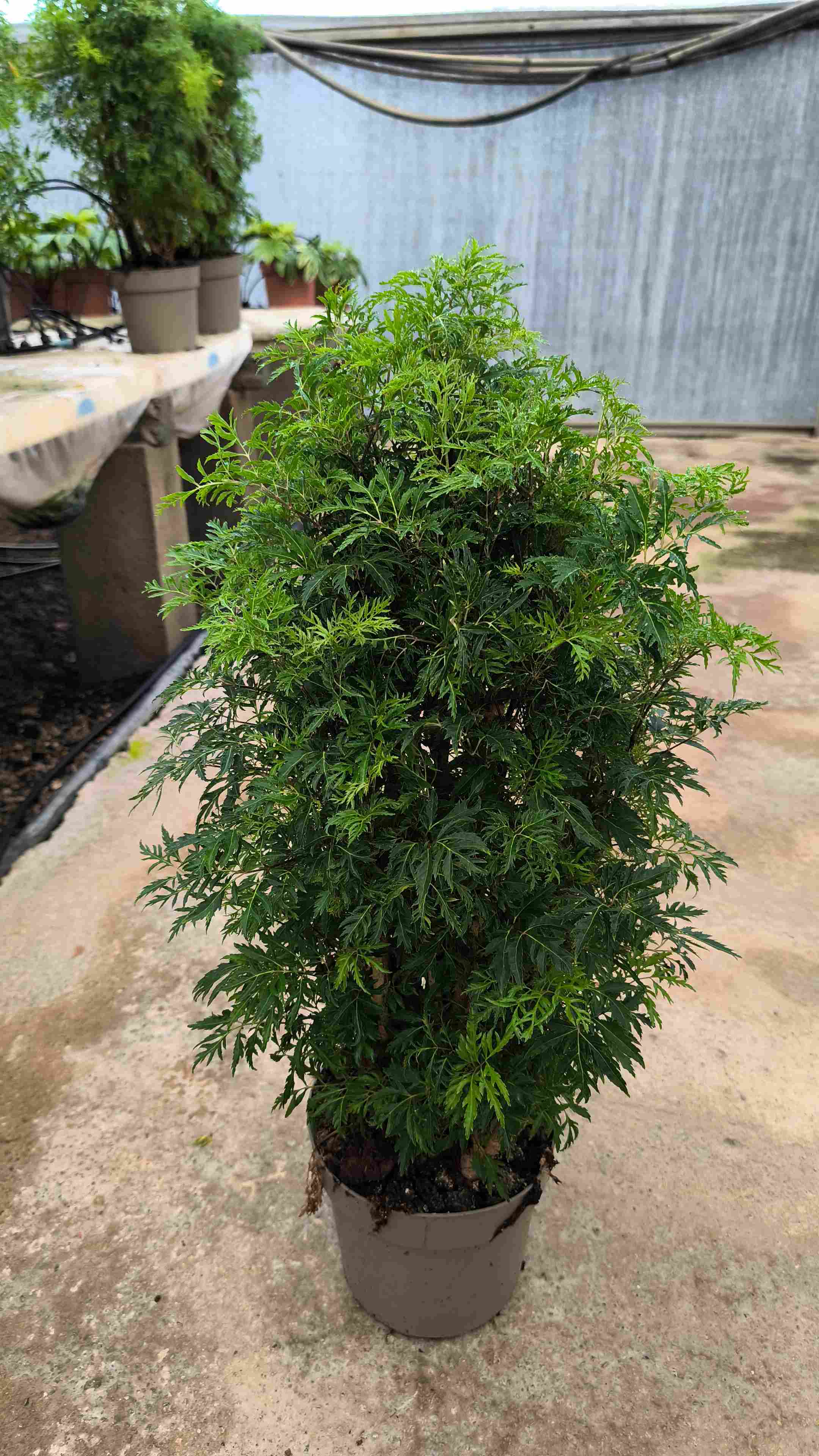 ARALIA POLYSCIA HAWAIIANA MING C 20 70 CM