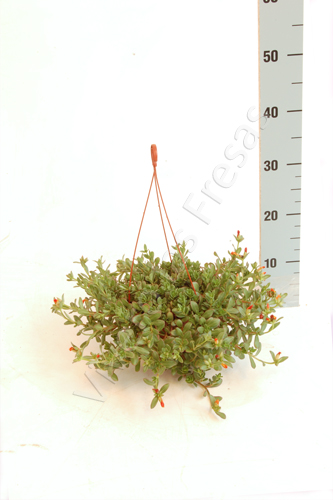 PORTULACA C 15