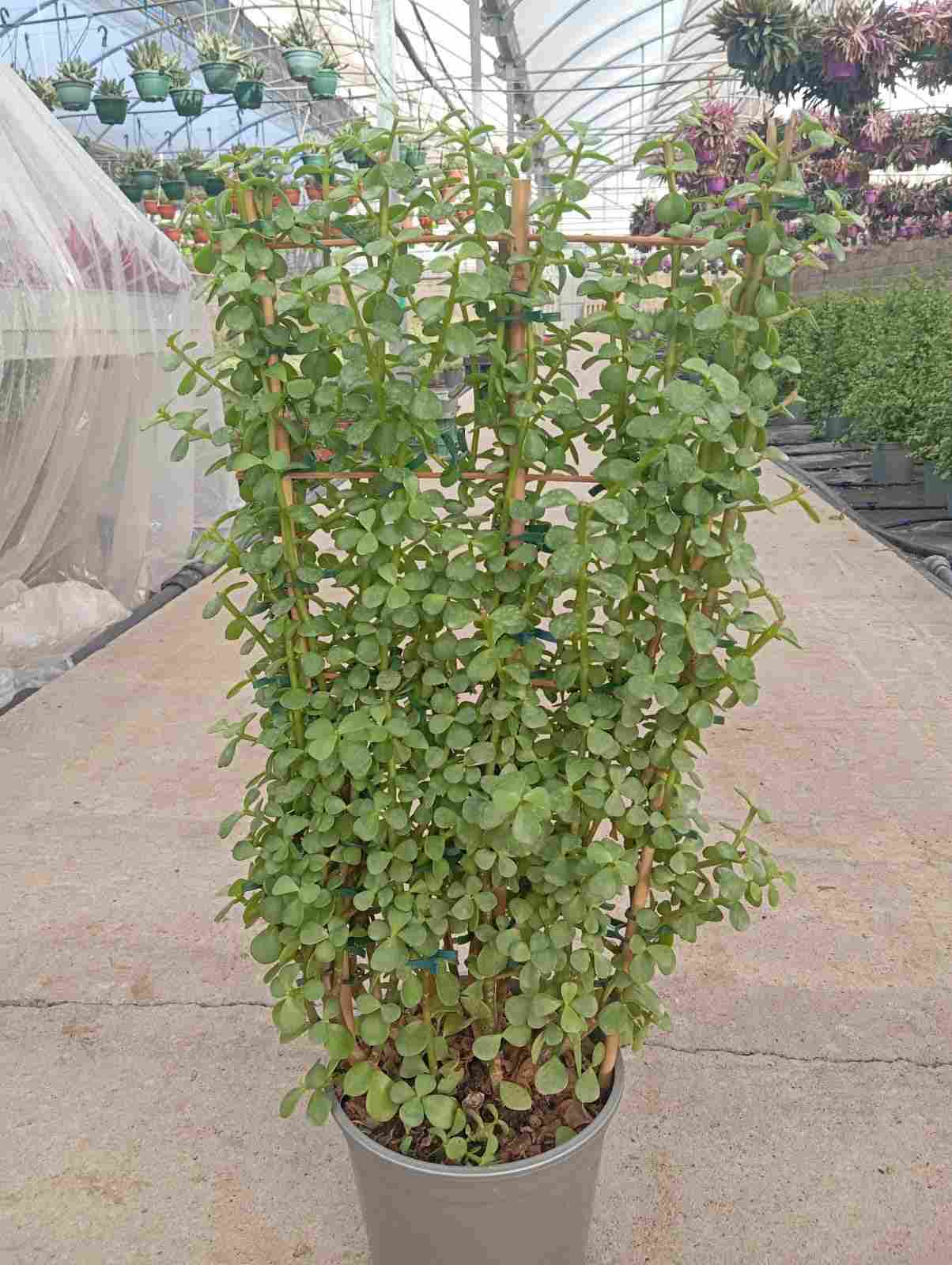 PORTULACARIA ESPALDERA C 20 70 CM