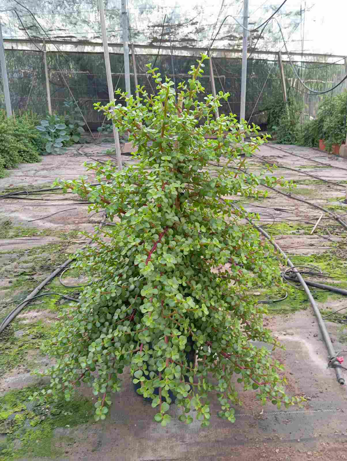 PORTULACARIA PIRAMIDE C 20 60 CM