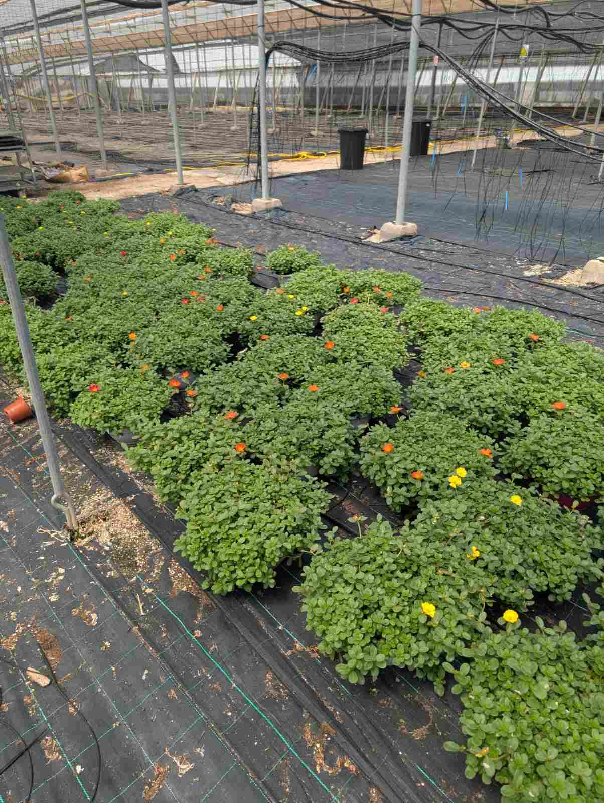 PORTULACA C 23