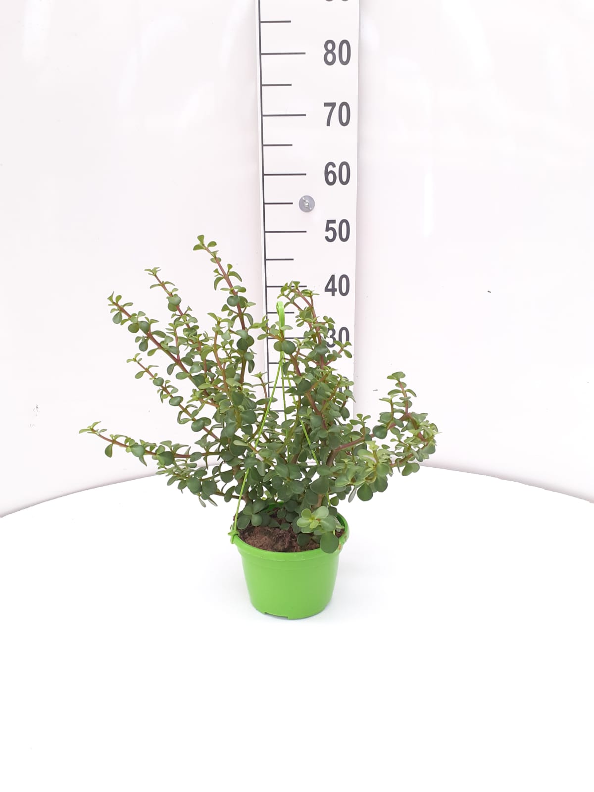 PORTULACARIA C 15