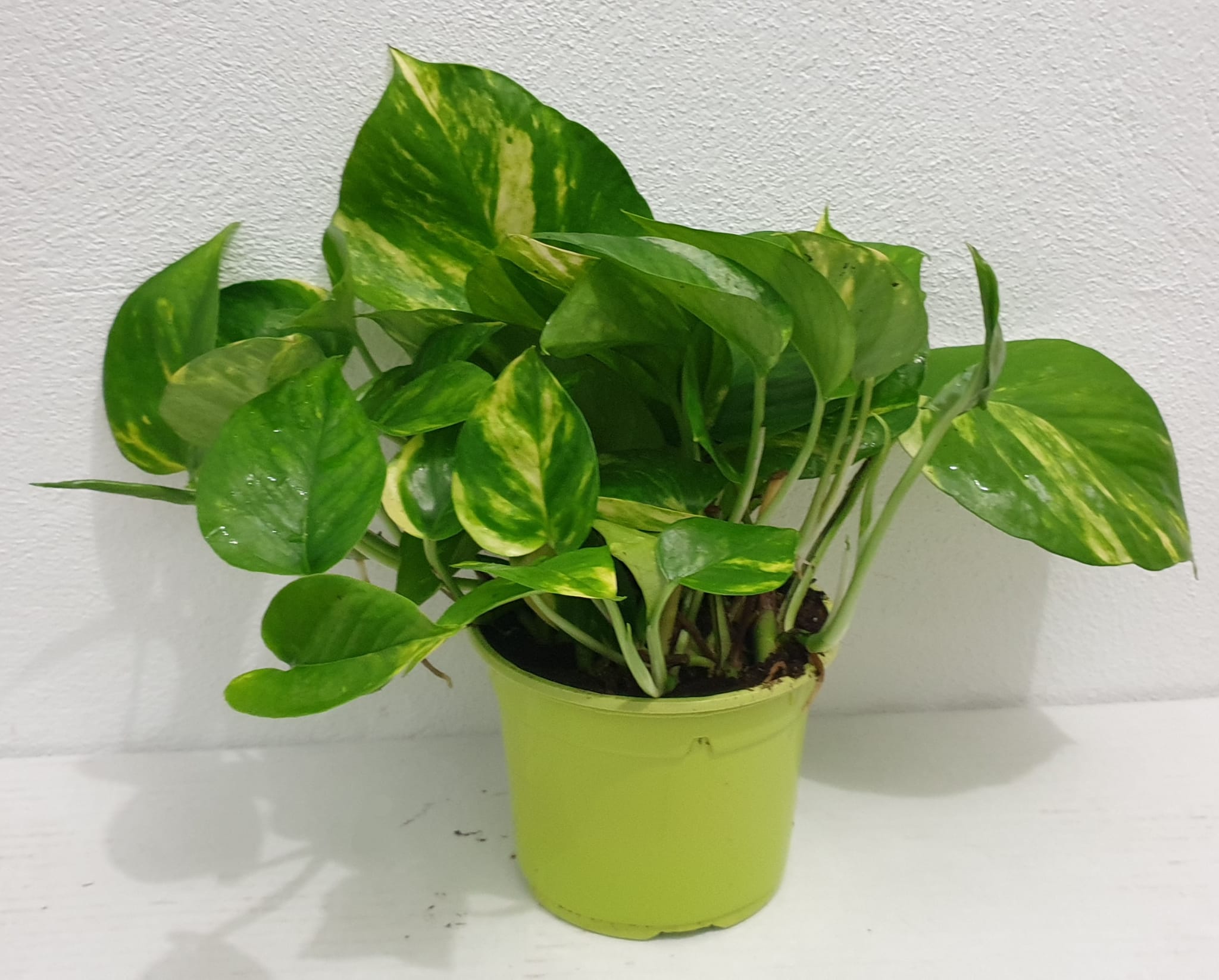 POTHOS C 12