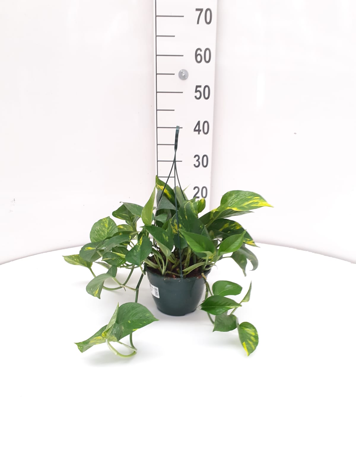 POTHOS C 15 - COLGANTE