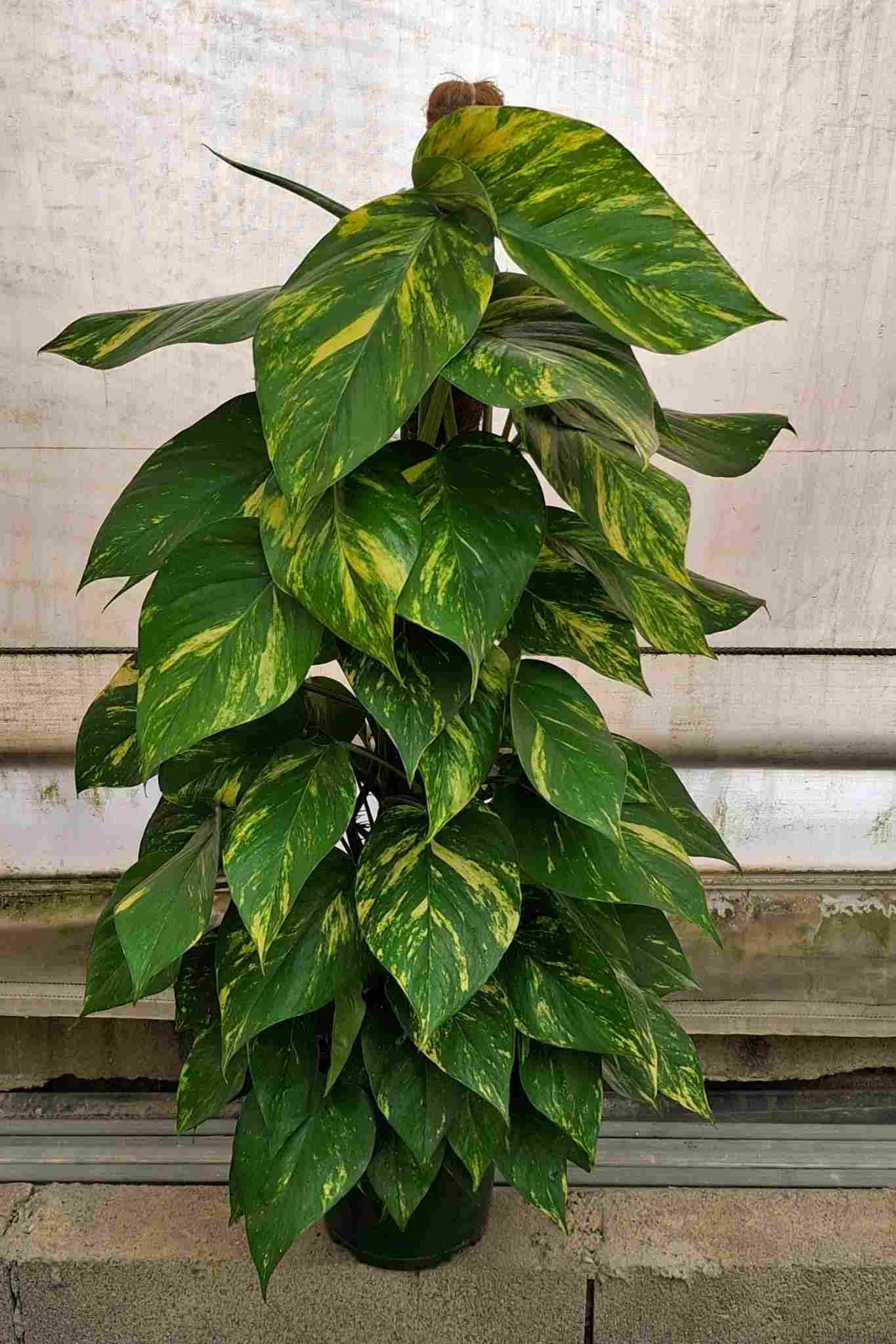 POTHOS TUTOR C 20 1 M  OFERTA CARRO COMPLETO