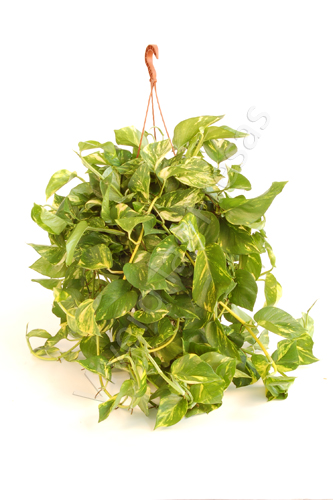 POTHOS C 25 - COLGANTE
