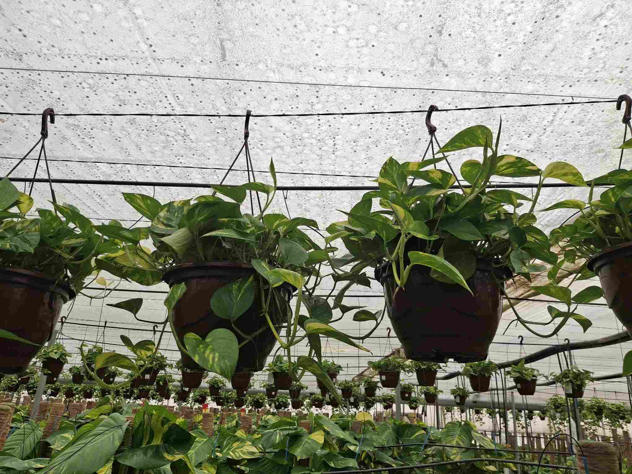 POTHOS C 30 - COLGANTE