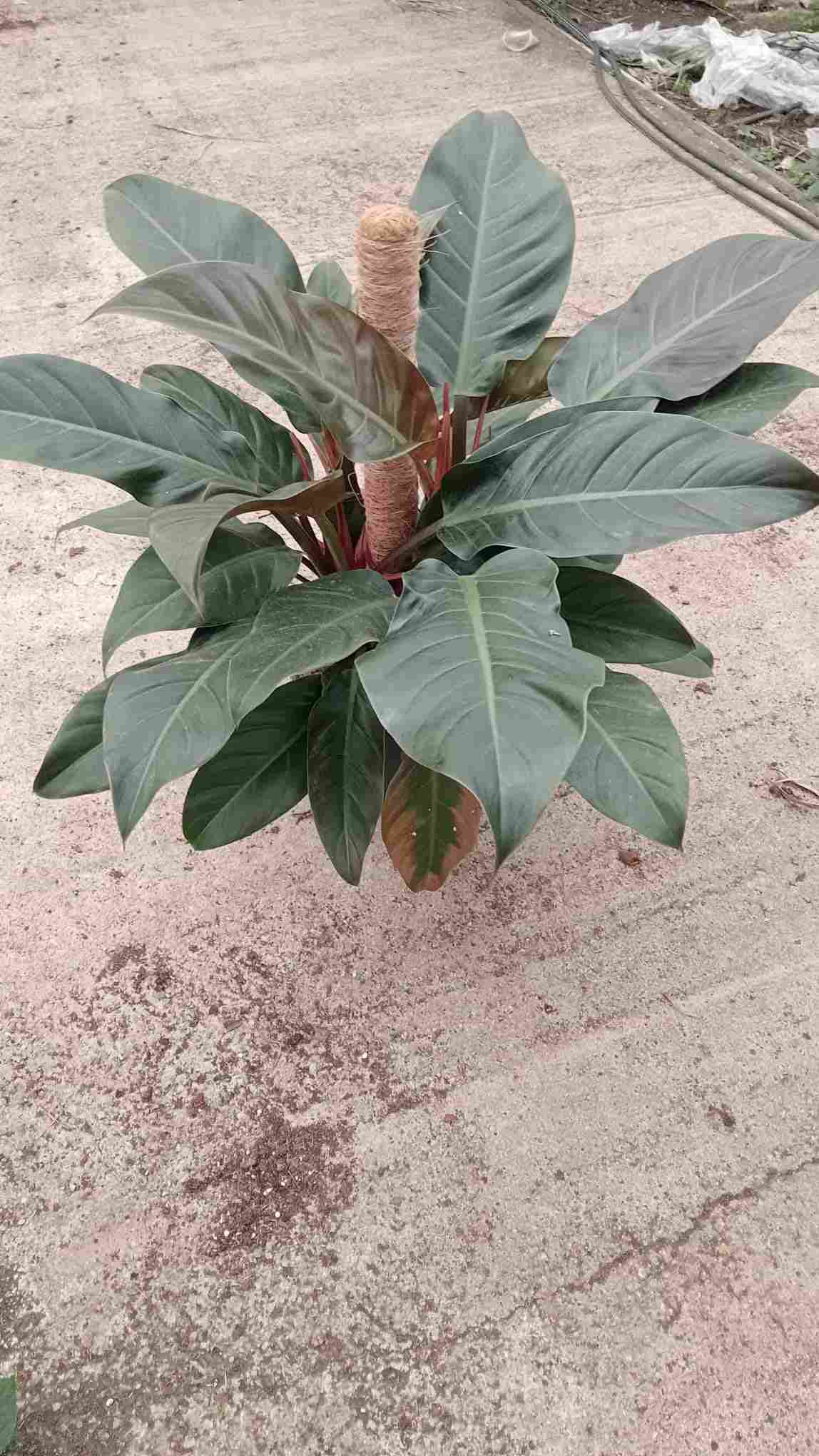 PHILODENDRON IMPERIAL RED C 20 TUTOR 80 CM