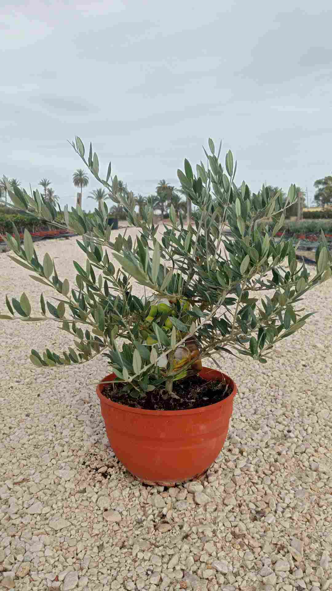 PRE-BONSAI OLEA EUROPEA T 20