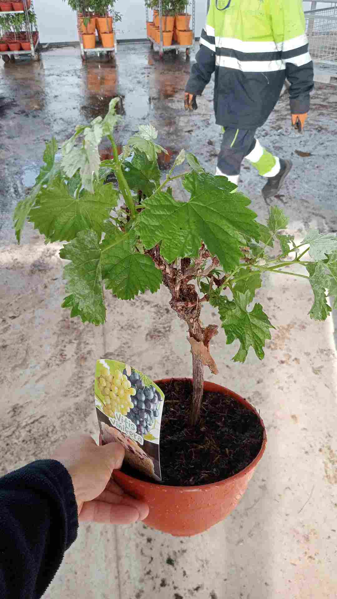 PRE-BONSAI VITIS VINIFERA C 20 MINI COPA