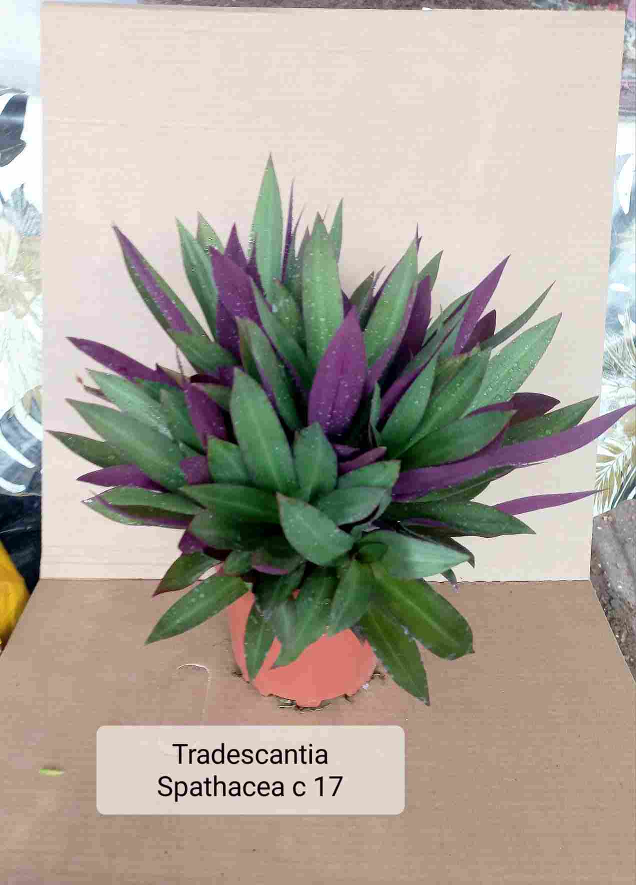 TRADESCANTIA SPATHACEA C 17