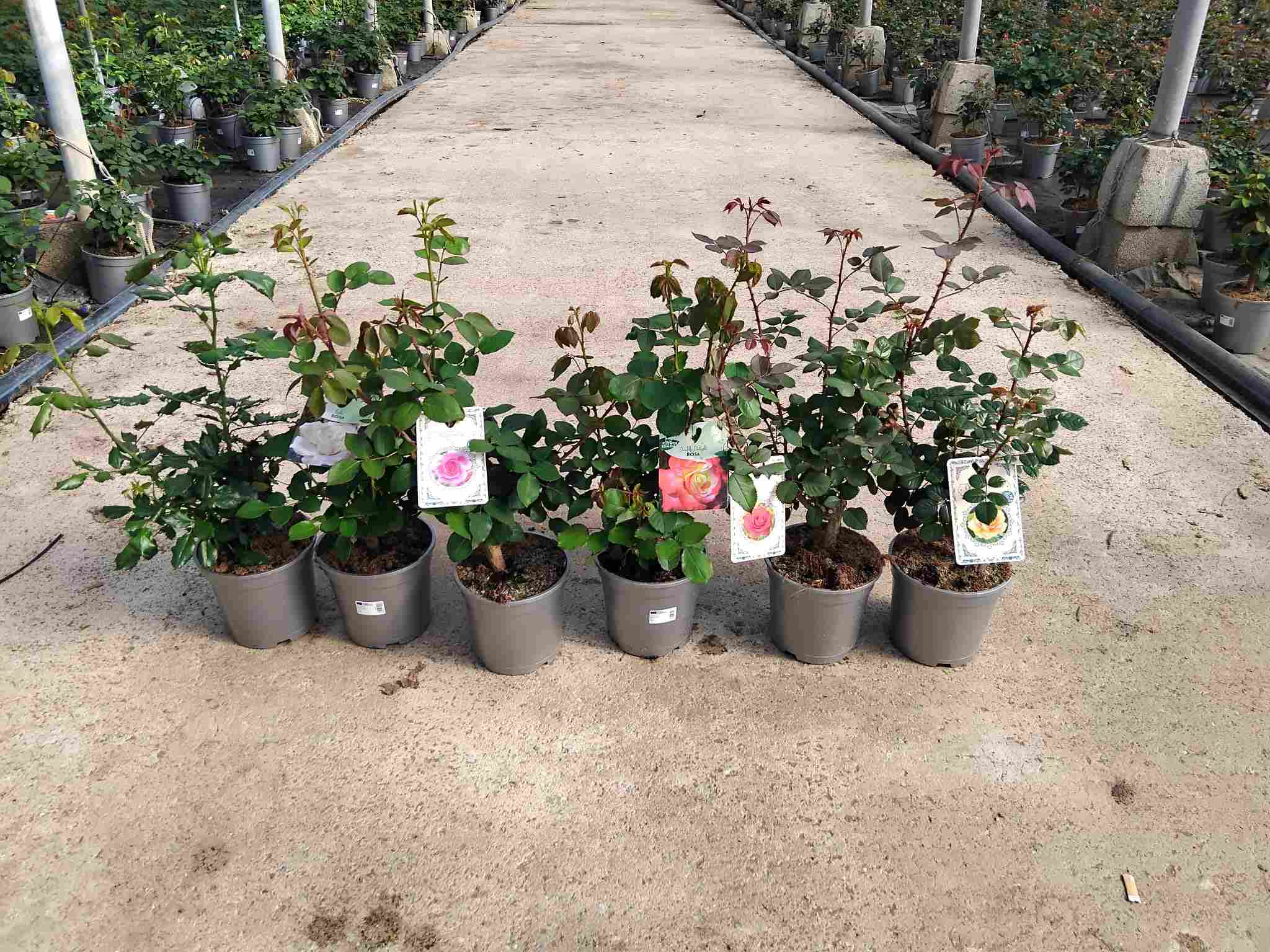 ROSAL PERFUMADO C 17 PLATA