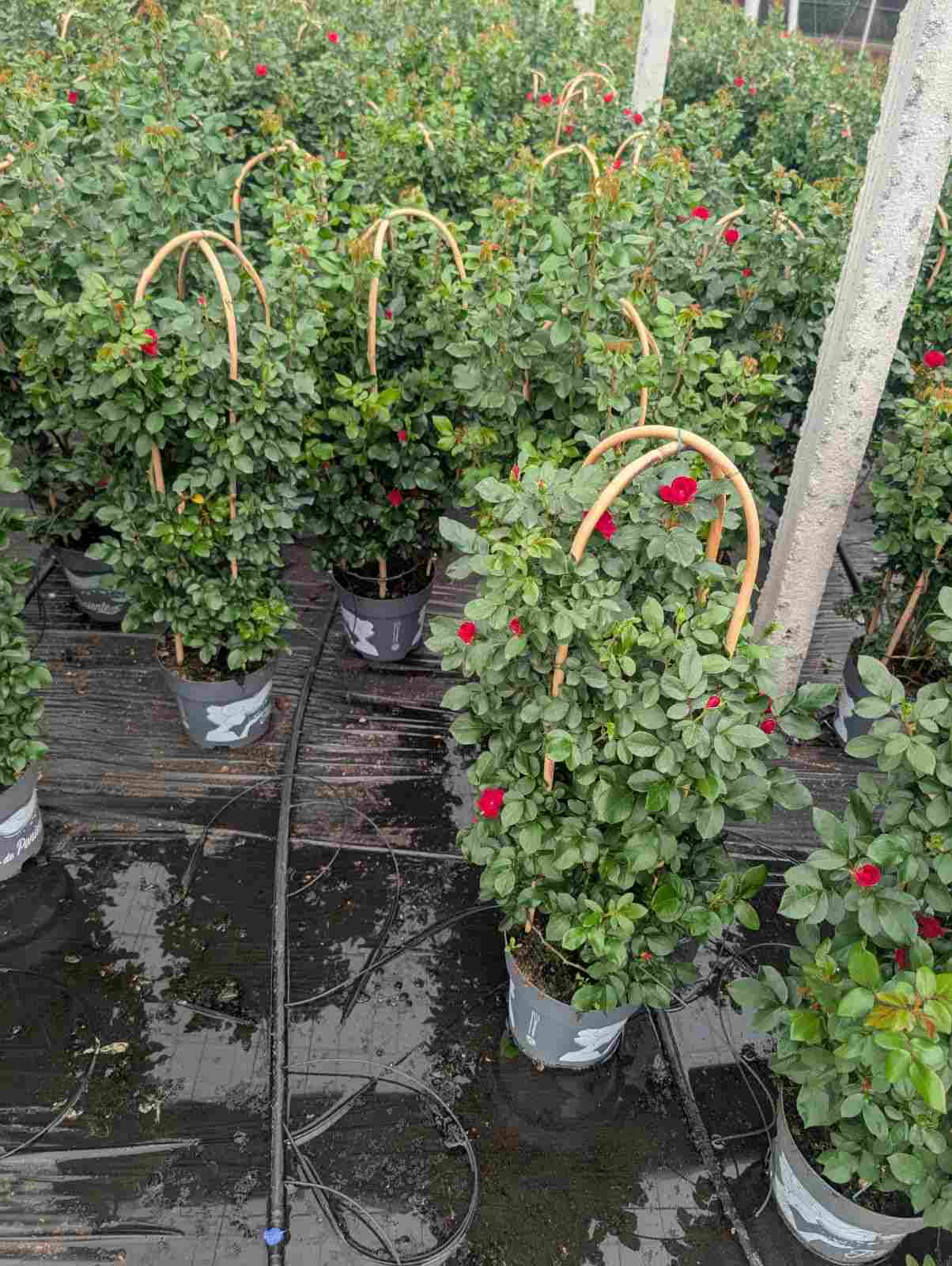 ROSAL ZEPETI C 23 DOBLE ARCO 90 CM