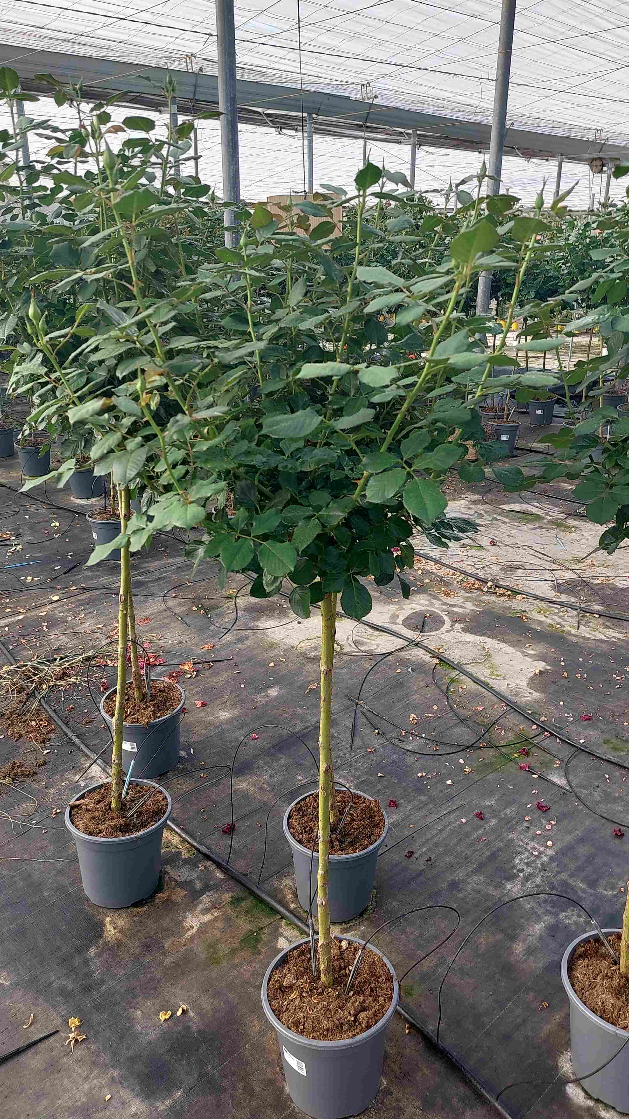 ROSAL GRANDIFLORA COPA C 20