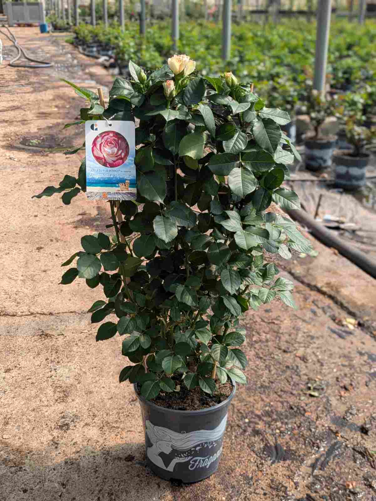 ROSAL MEILLAND FLORIBUNDA C 20 ESPALDERA 70 CM
