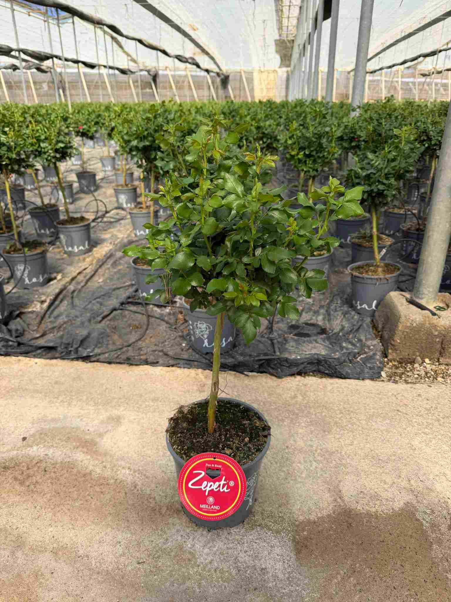 ROSAL ZEPETI COPA C 20