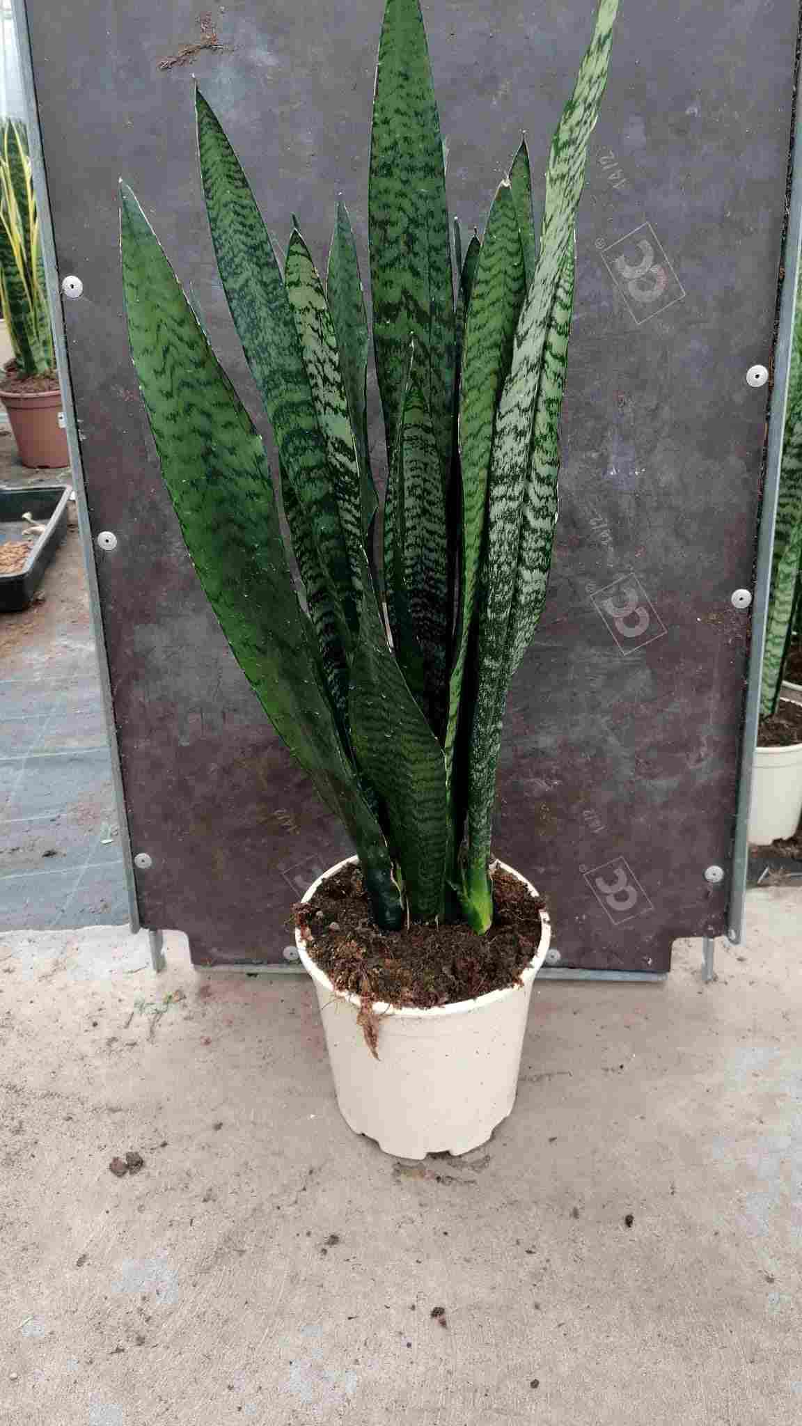 SANSEVIERIA ZEILANICA C 17