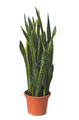 SANSEVIERIA LAURENTTI C 30 0.90-1.00 M