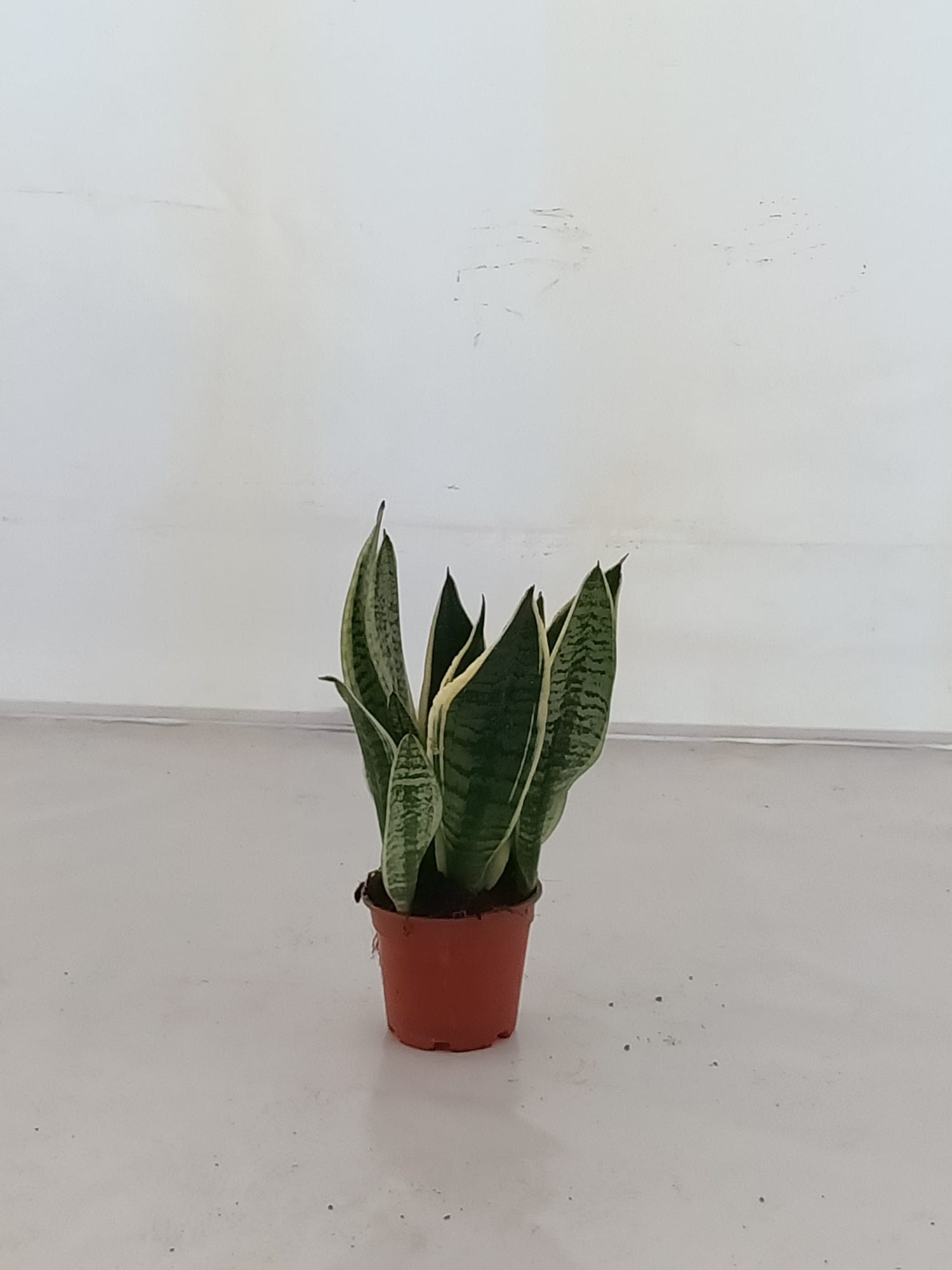 SANSEVIERIA FUTURA C 14