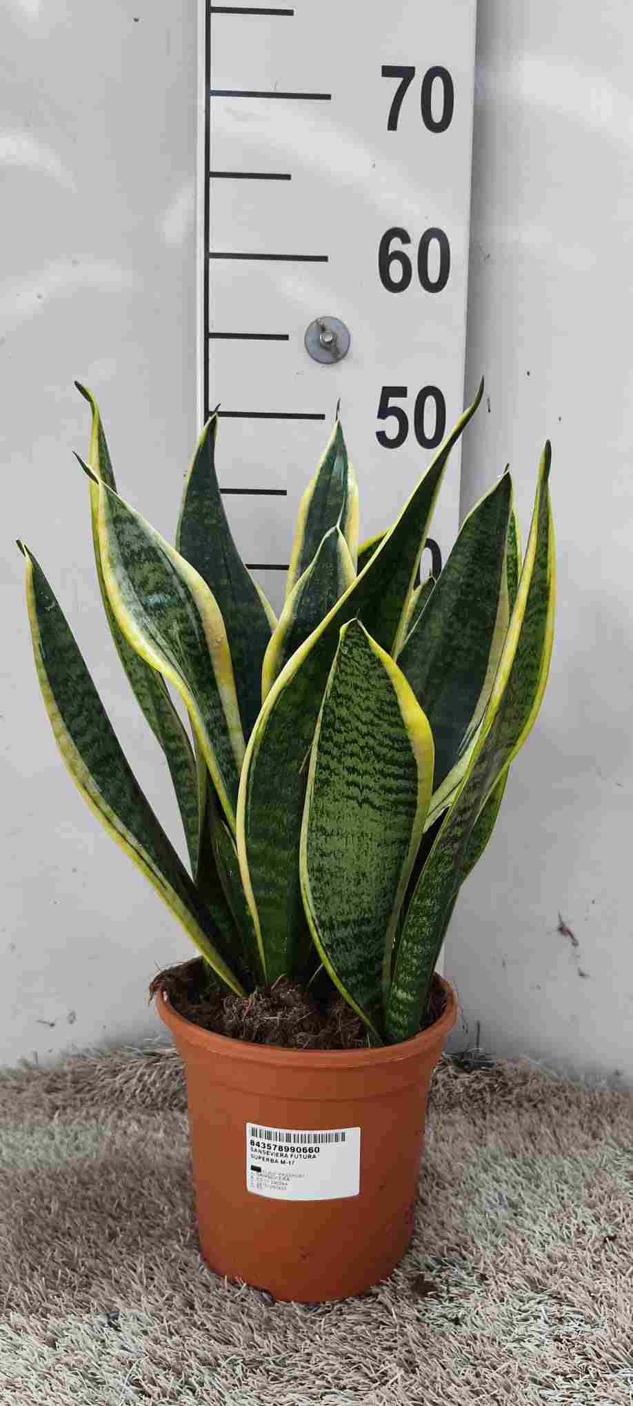 SANSEVIERA FUTURA SUPERBA C 17