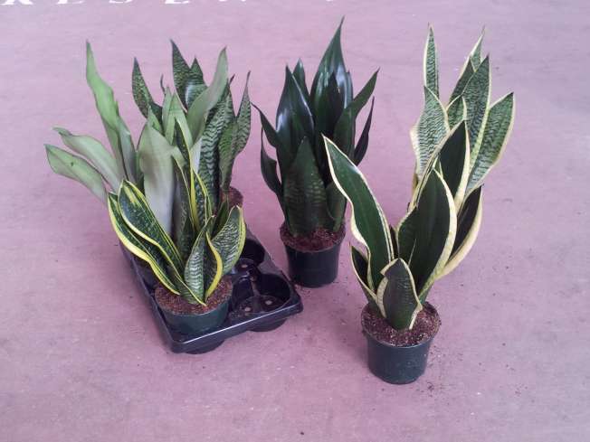 SANSEVIERIA MIX C 15