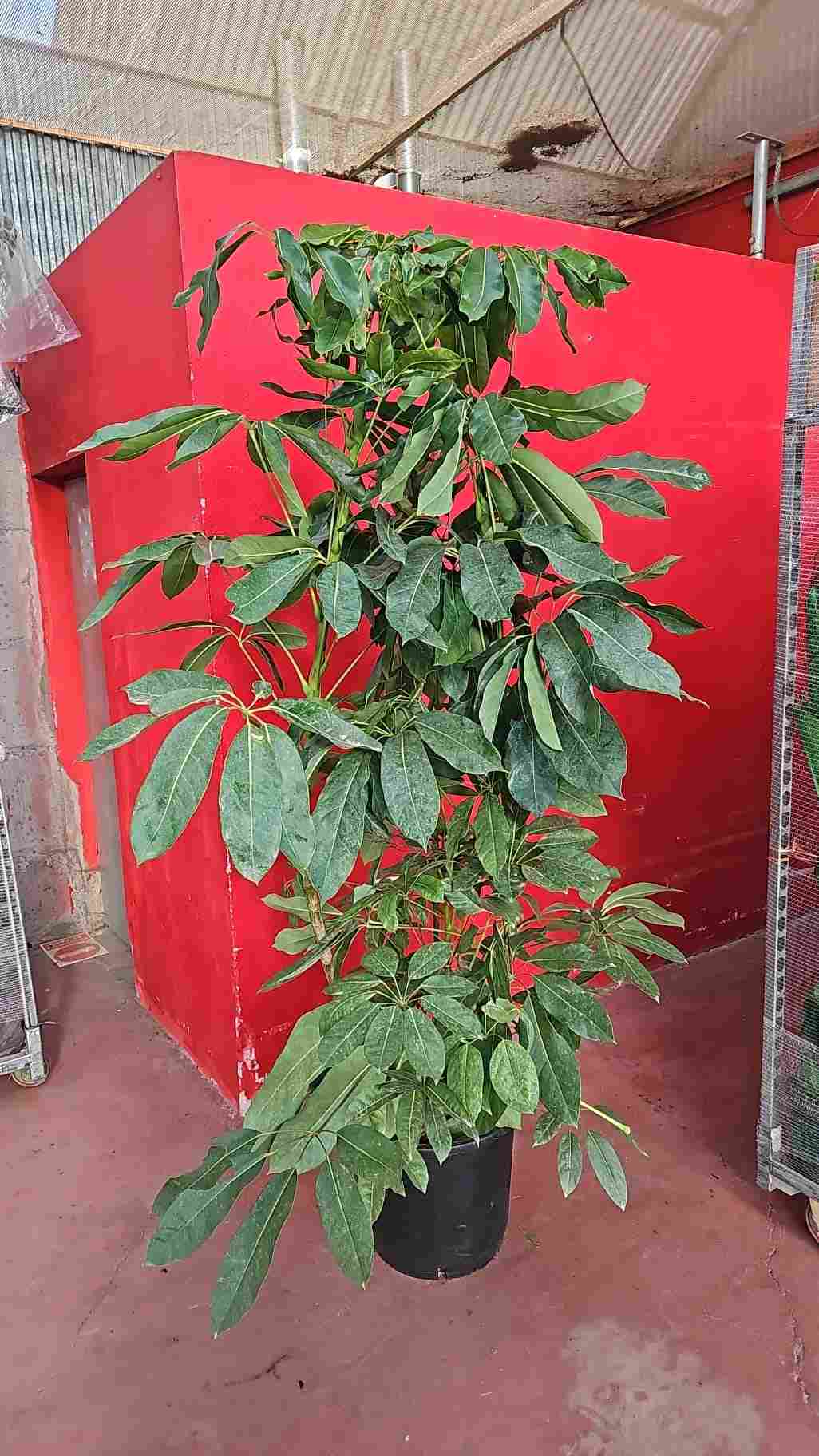 SCHEFFLERA ACTINOPHYLLA C 22 1.50 M