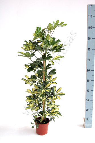 SCHEFFLERA DALTON C 17 0.90 M