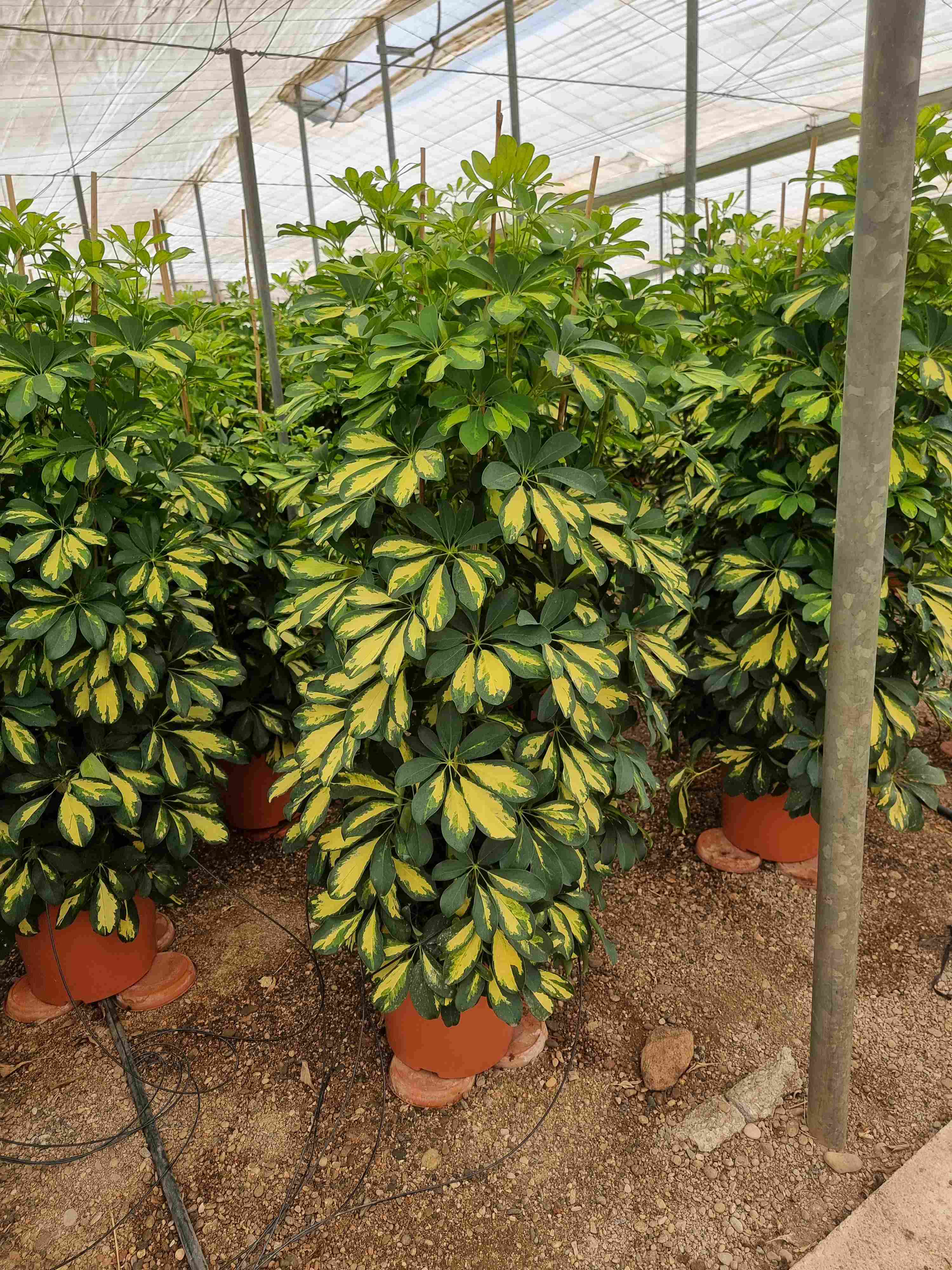 SCHEFFLERA GOLD CAPELLA GRUPO C 33