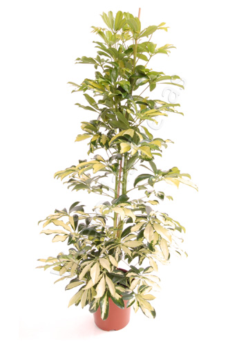 SCHEFFLERA GOLD CAPELLA C 17 90 CM (BASE COMPLETA)