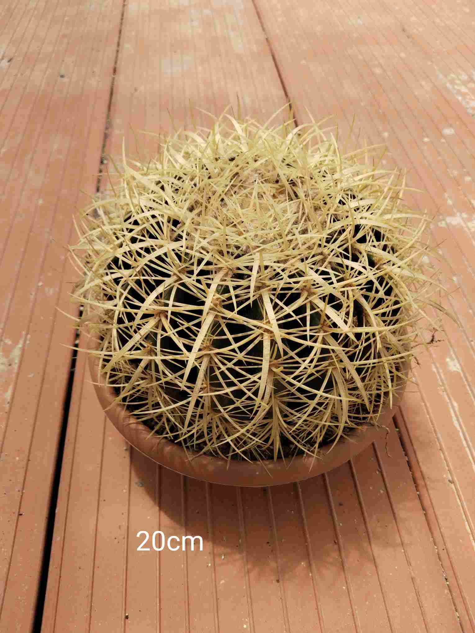 ECHINOCACTUS GRUSONII C 20 (Asiento suegra)