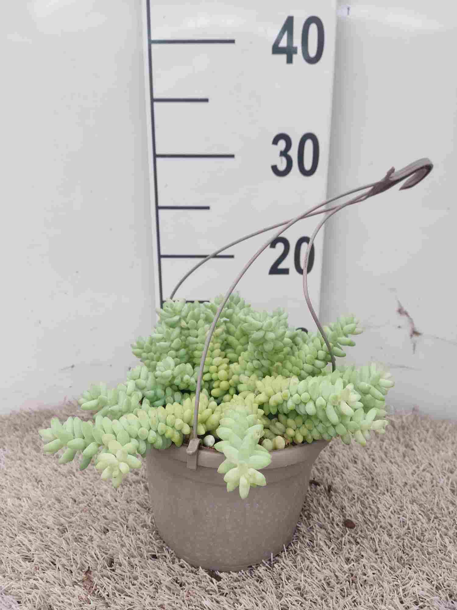 SEDUM BURRITO C 15- COLGANTE