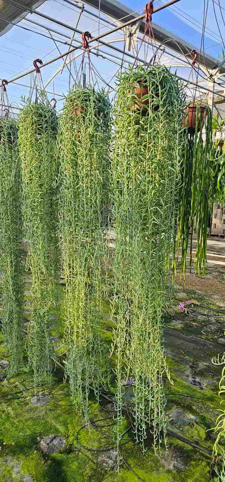 SENECIO MIX T 20 EXTRA - COLGANTES