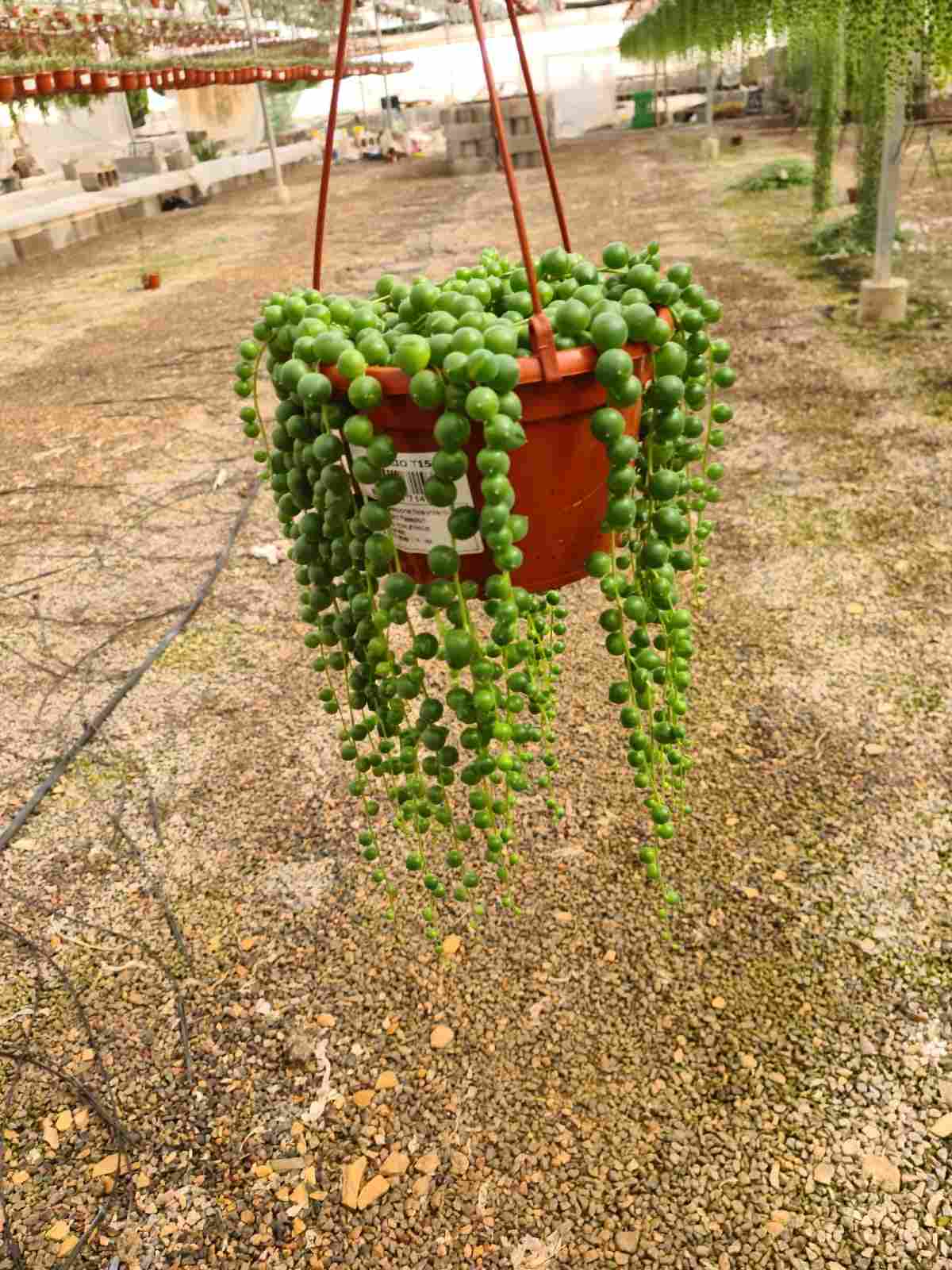 SENECIO BOLA ROWLEYANUS C 15