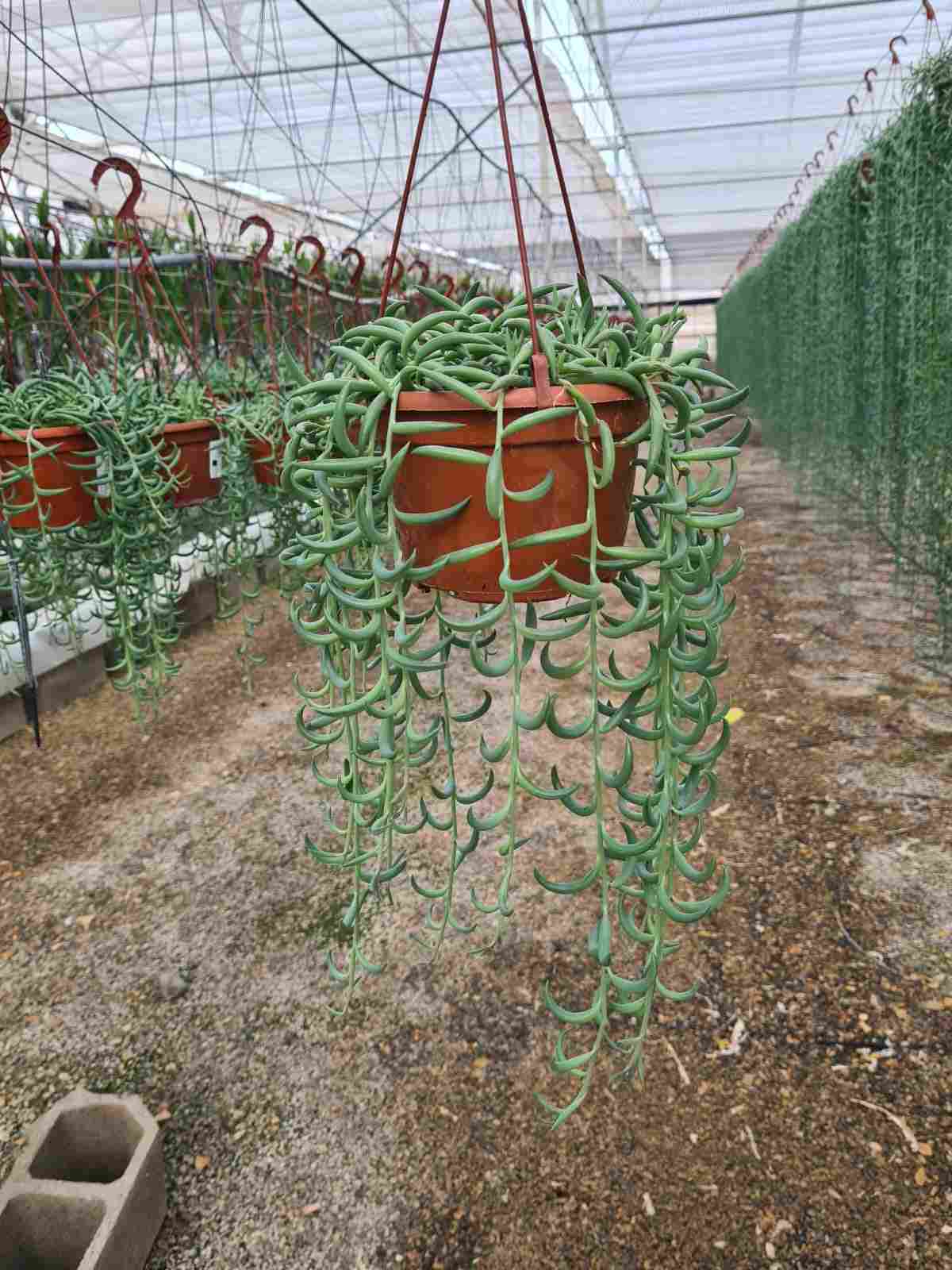 SENECIO RADICANS C 15