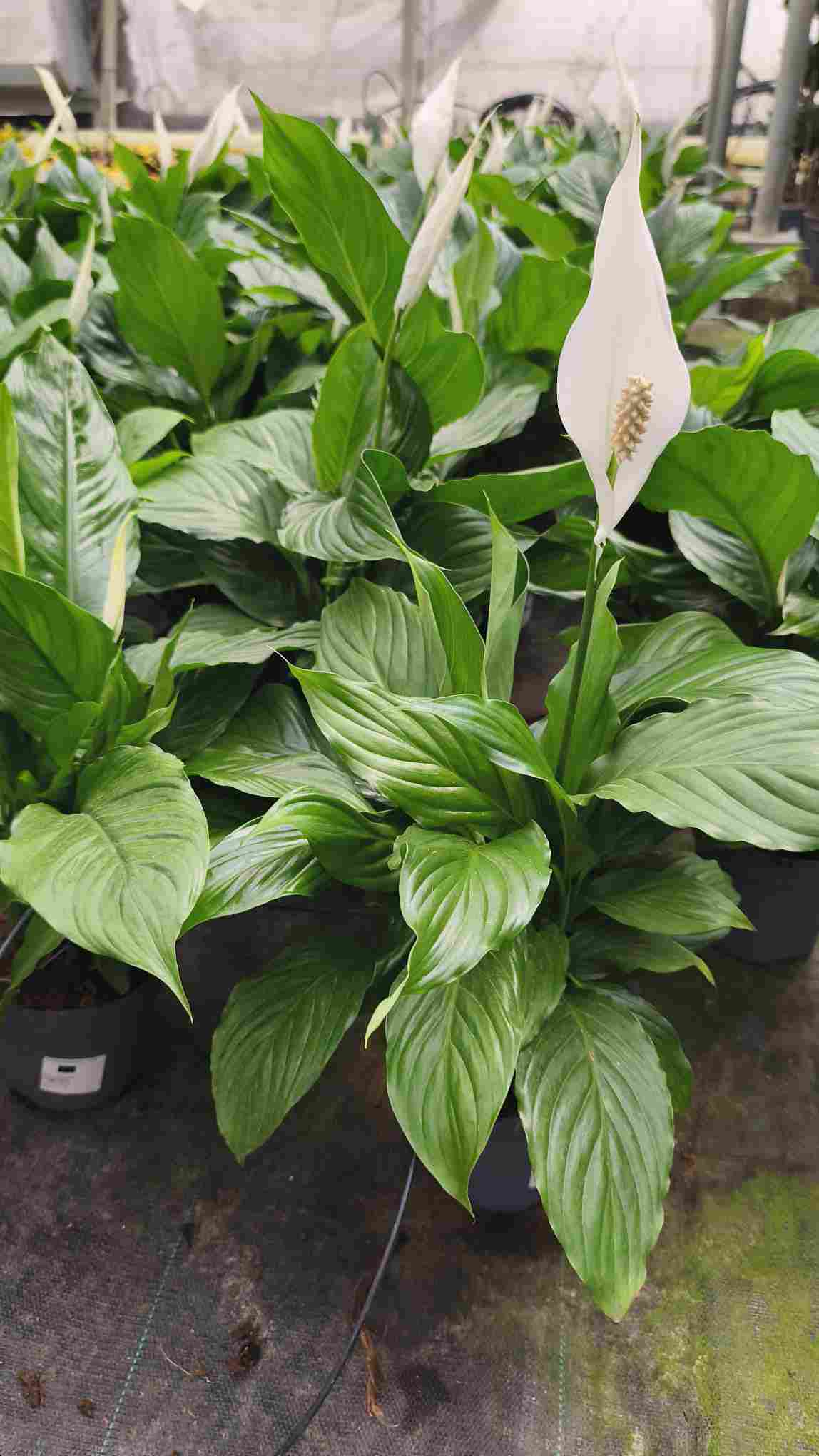 SPATHIPHYLLUM  C 14